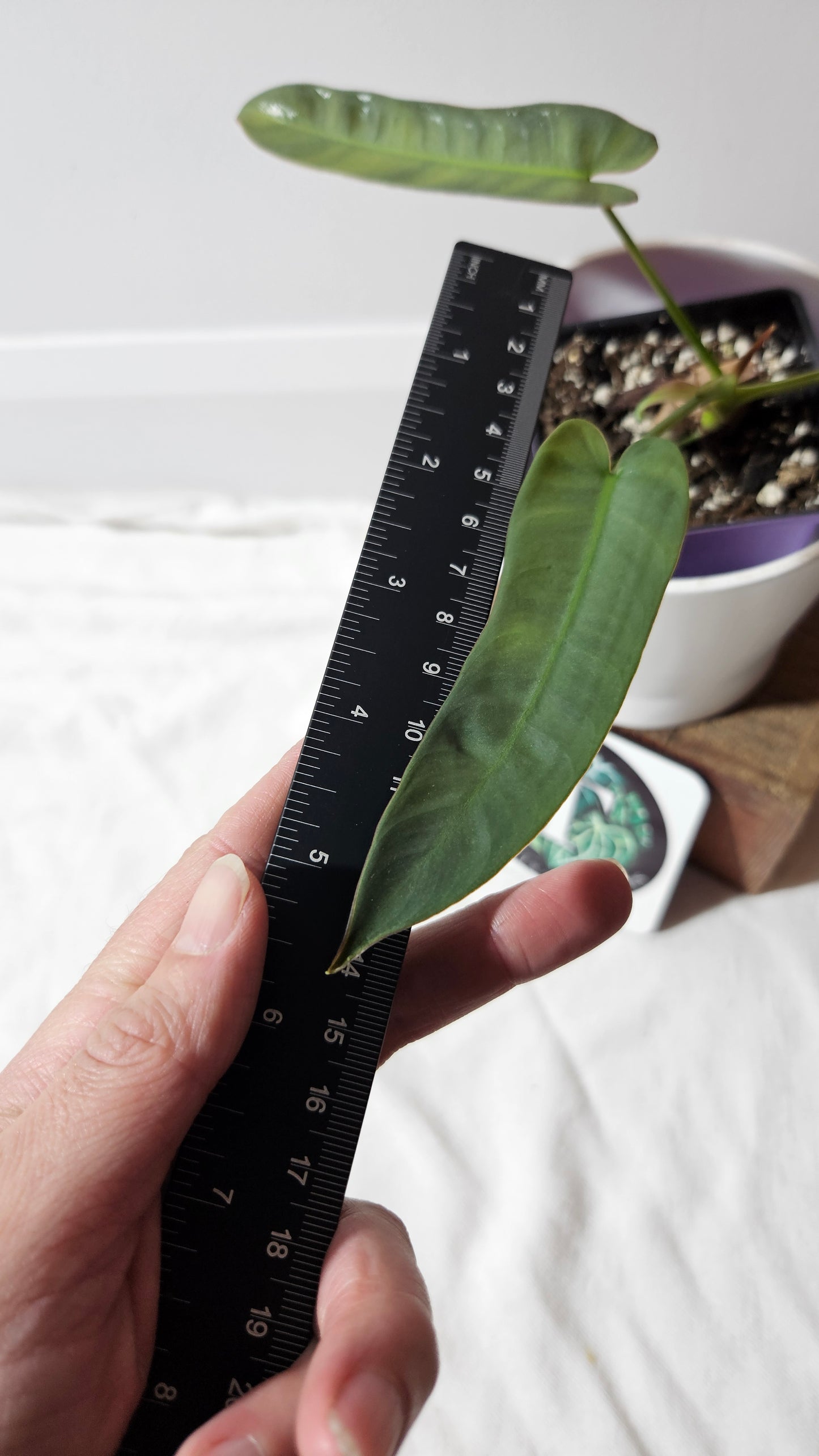 Philodendron Atabenpoense (PHI-943)