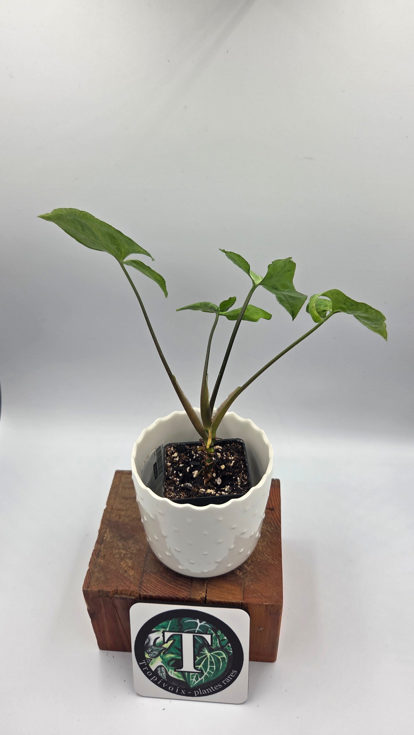 Syngonium Freckles Europe (SYN-511)