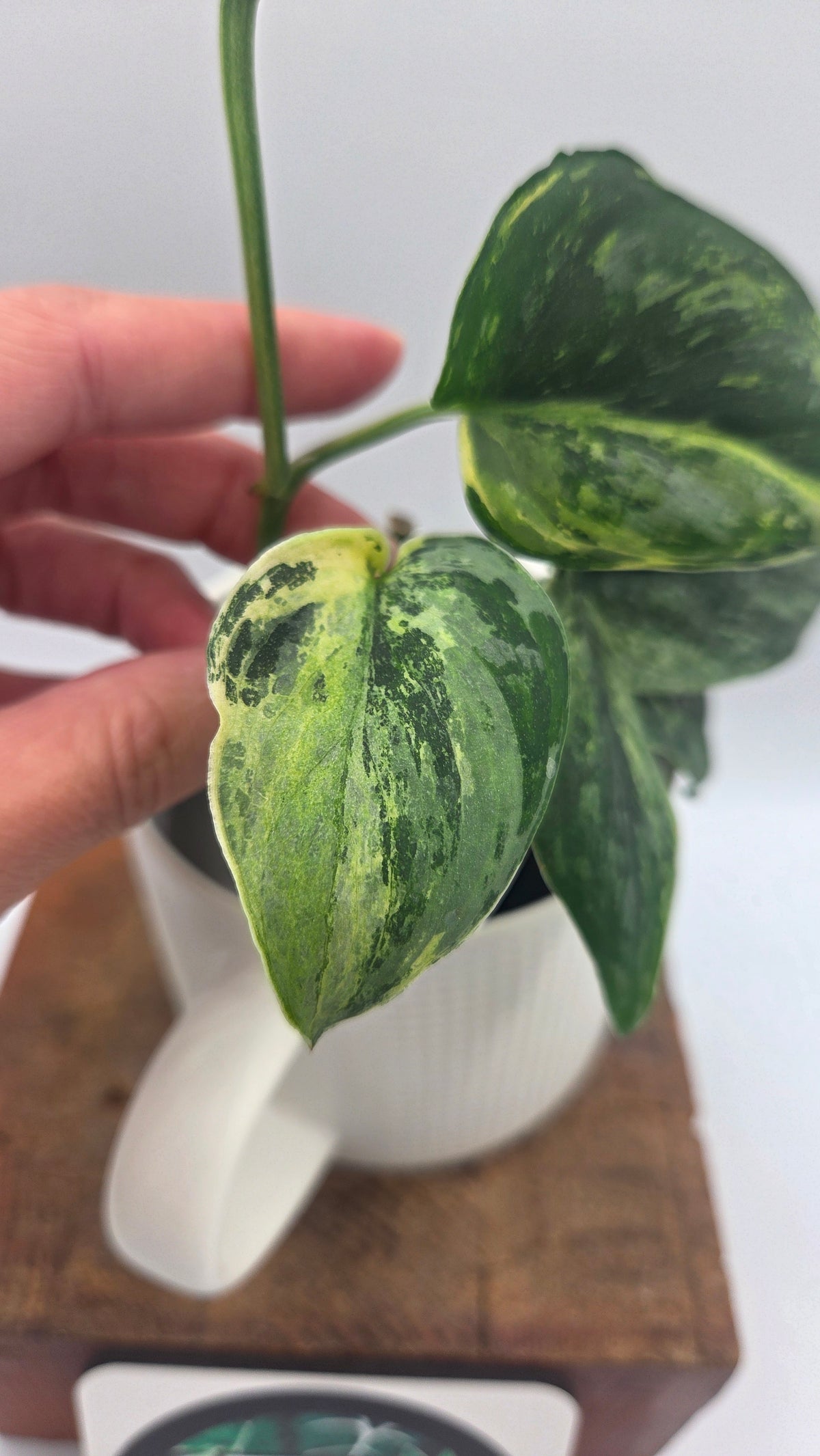 Scindapsus Silver Splash Tricolore (SCI-1231)