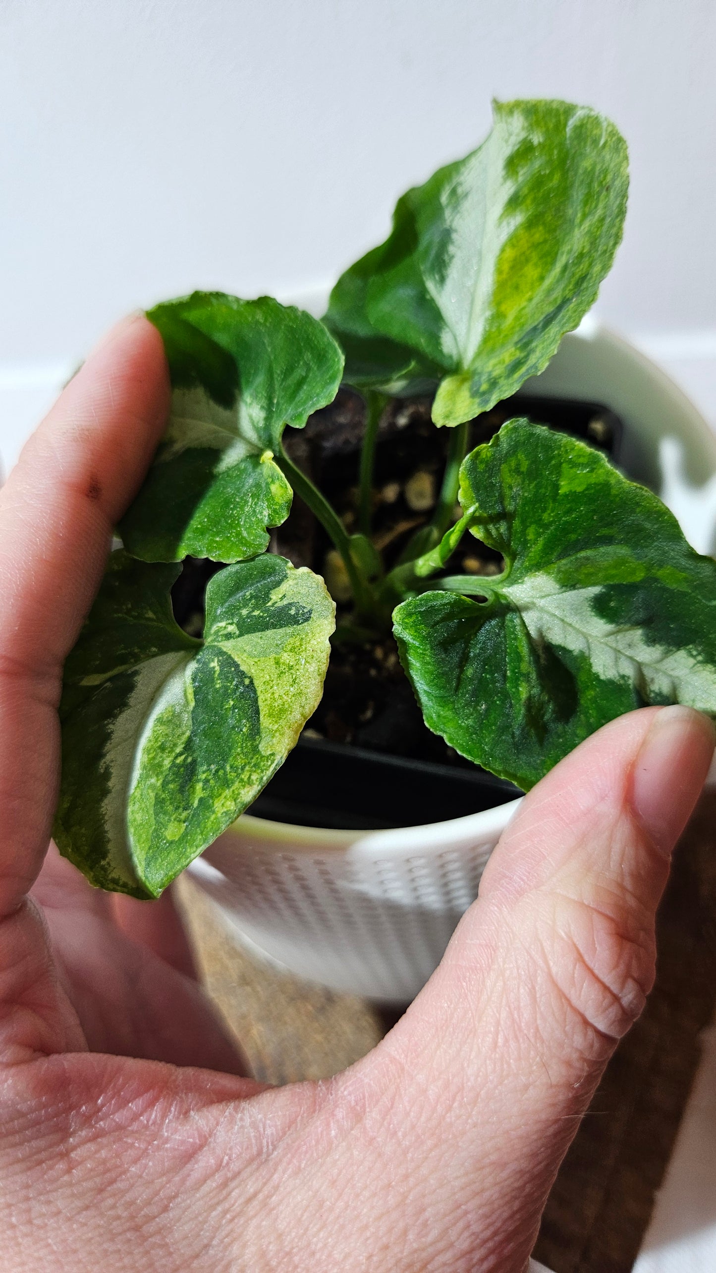 Syngonium Scrambled Eggs (SYN-477)