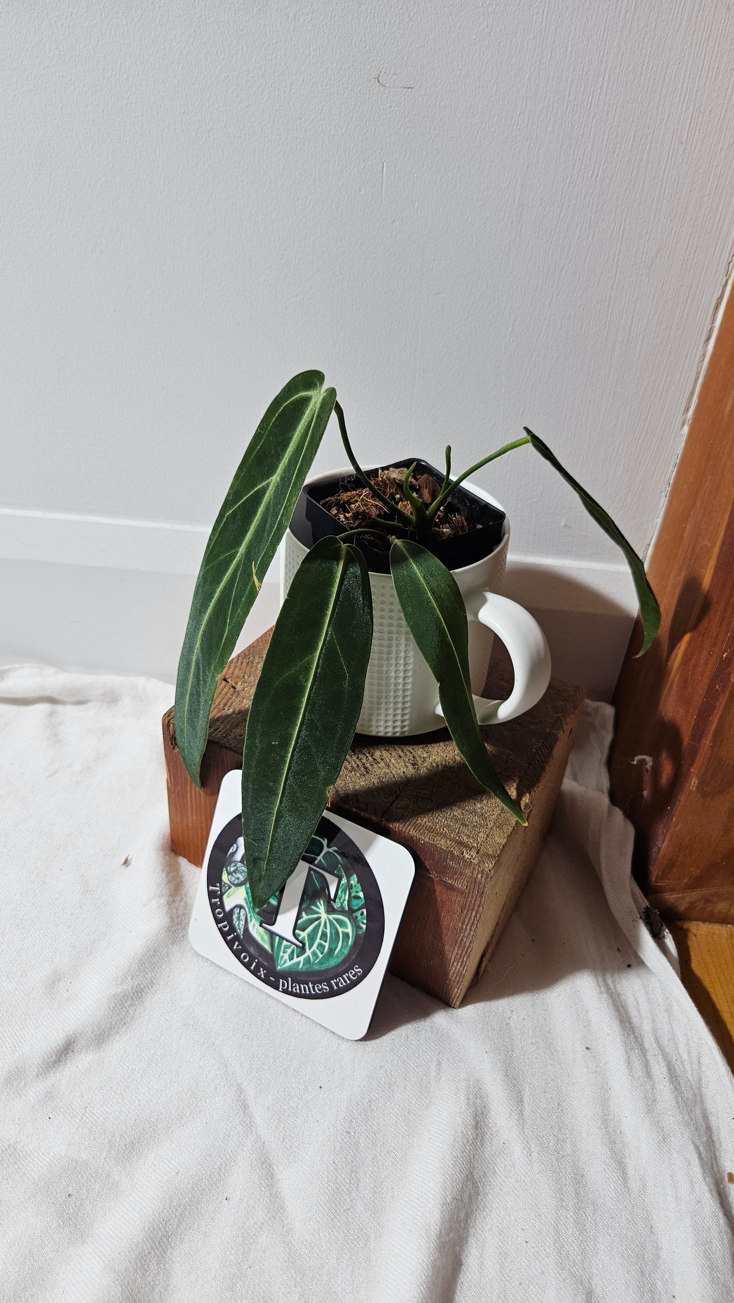 Anthurium Warocqueanum  "format MOYEN"(ANT-629)