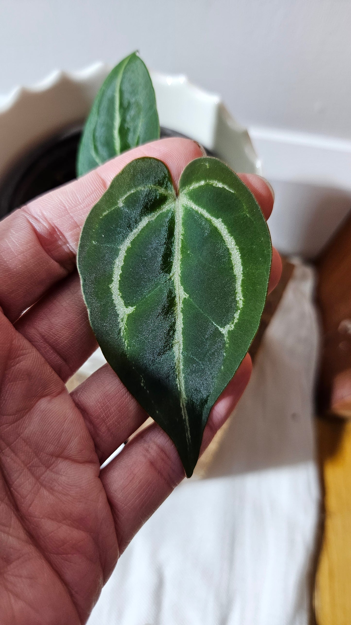 Anthurium Besseae Hybrid "Format PETIT" (ANT-565)