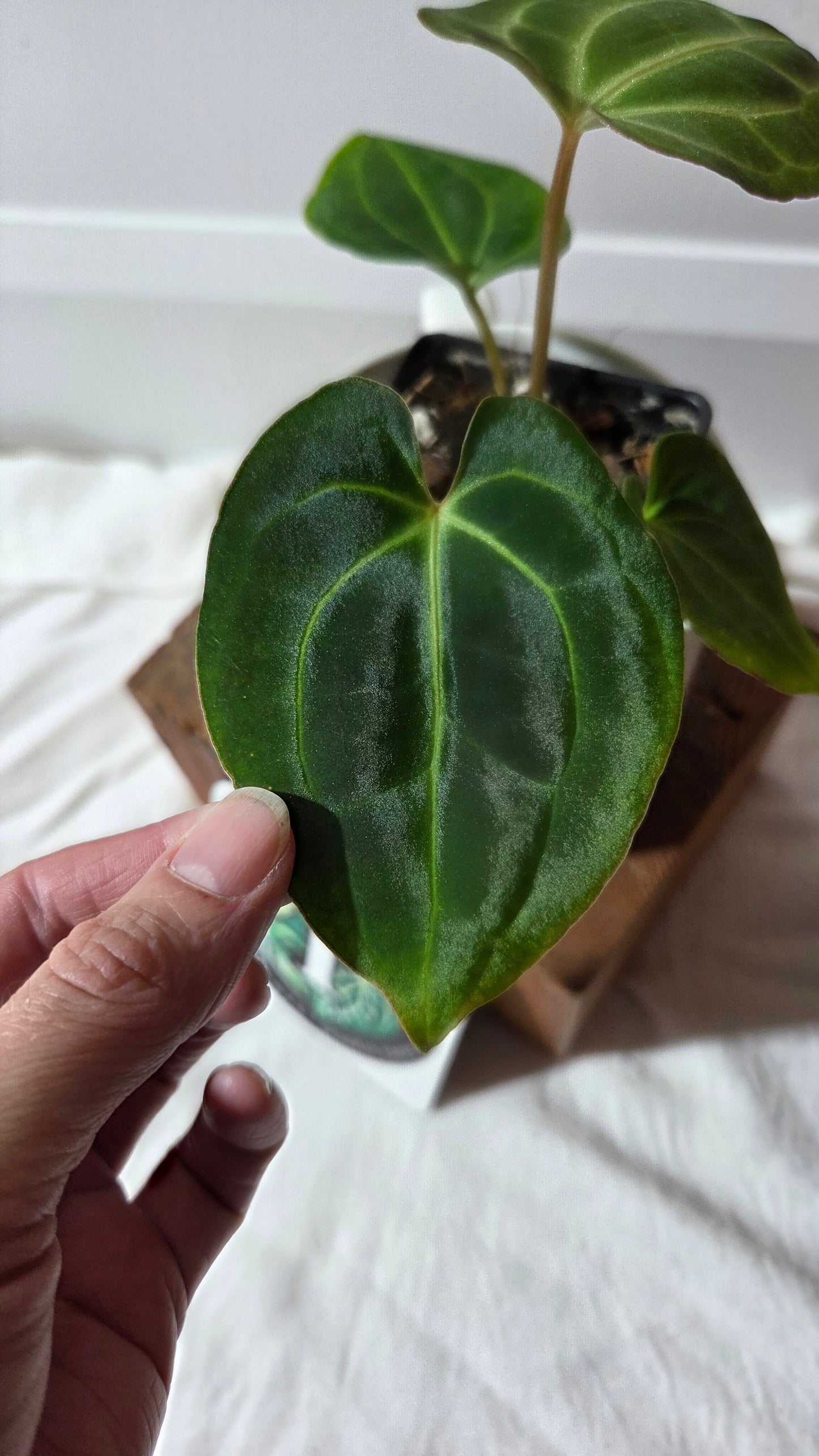 Anthurium Besseae Aff Dark "Format PETIT" (ANT-666)