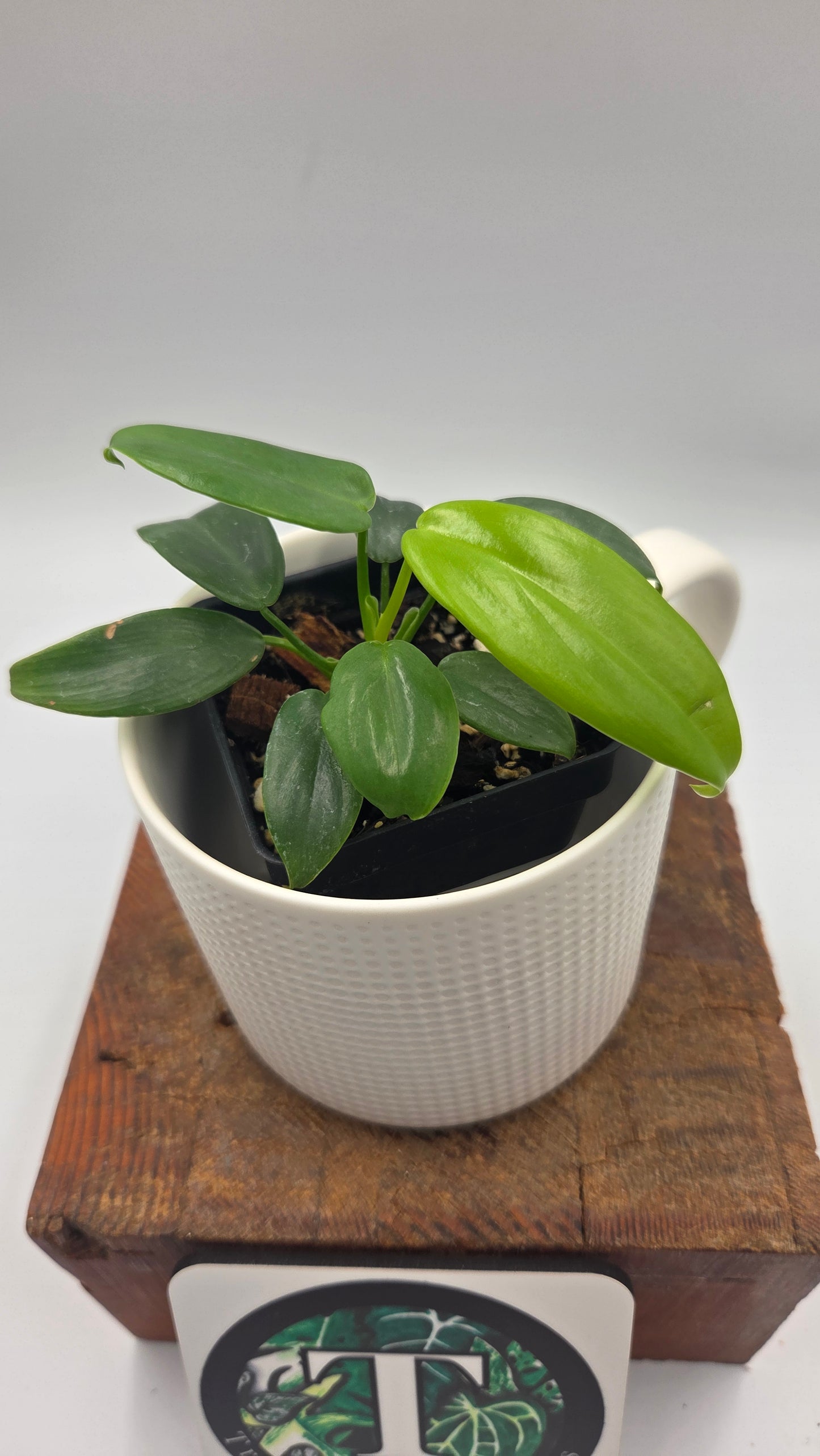 Philodendron Gold Violin/Bipennifolium (PHI-1053)