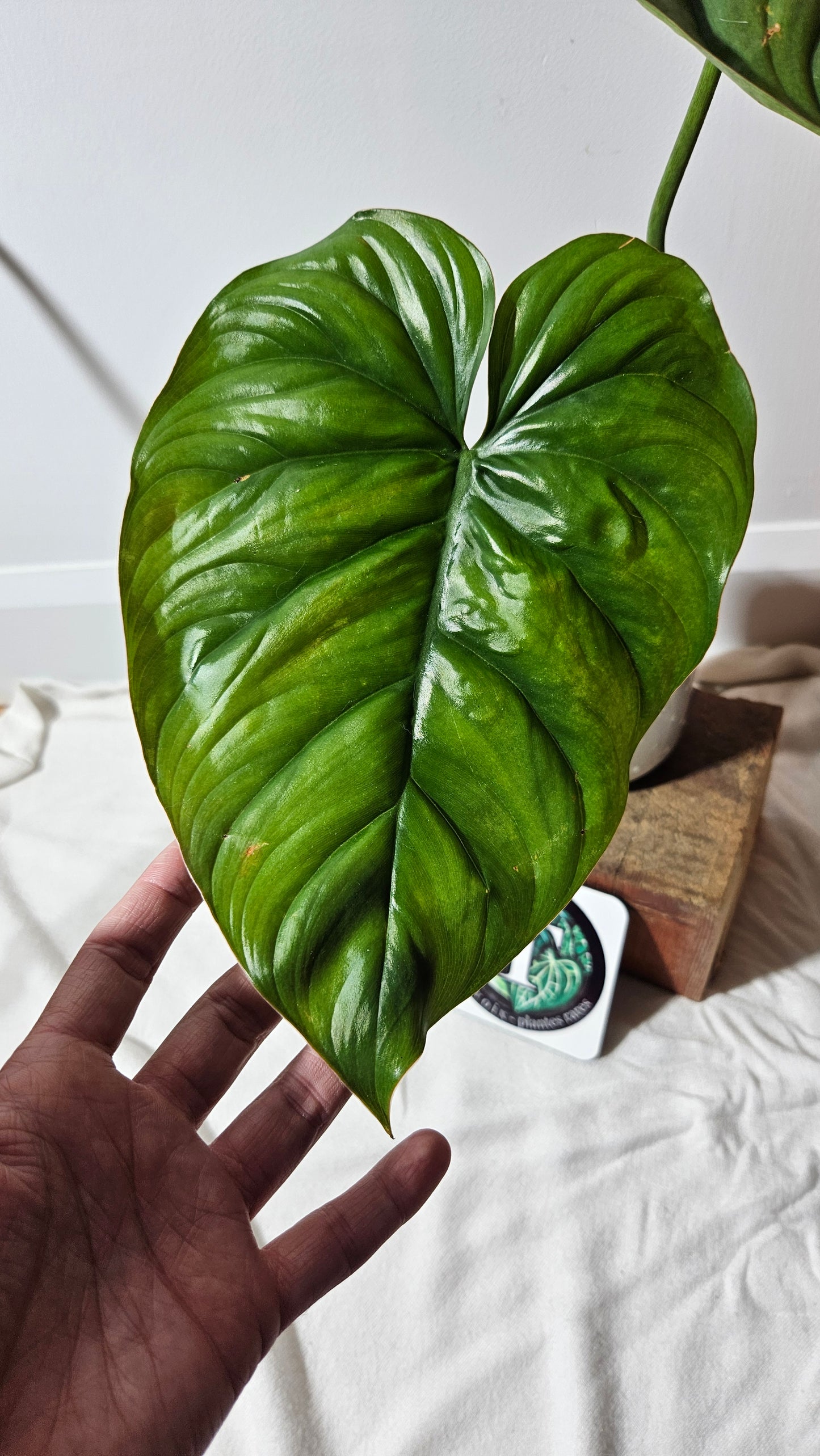 Philodendron Aff Colombia (PHI-530)