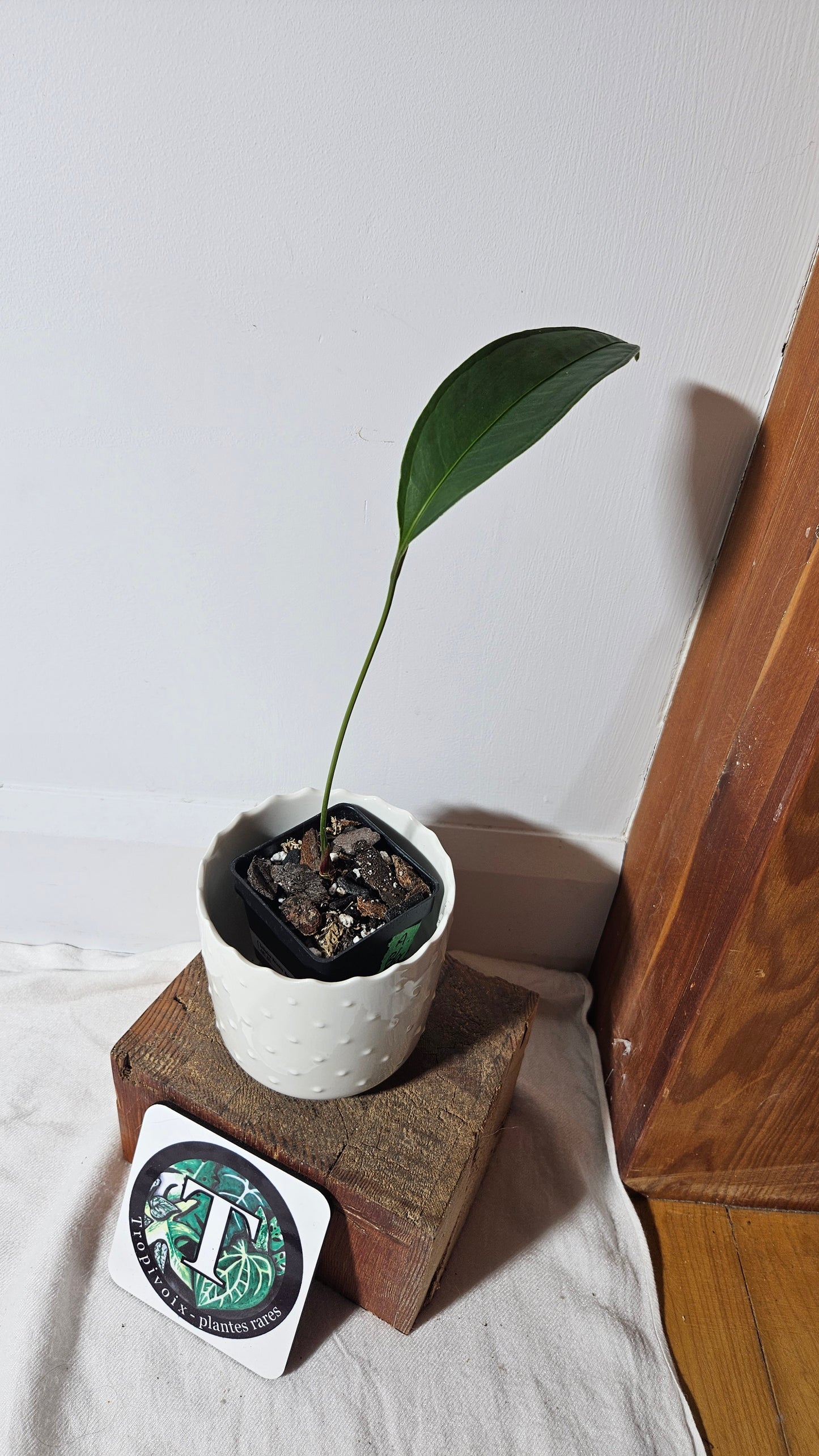 Anthurium Natentza Narrow Black "format PETIT" (ANT-261)