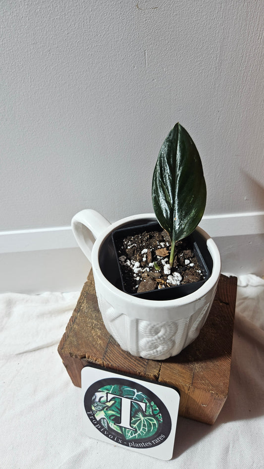 Scindapsus Treubii Dark Form silver (SCI-1198)