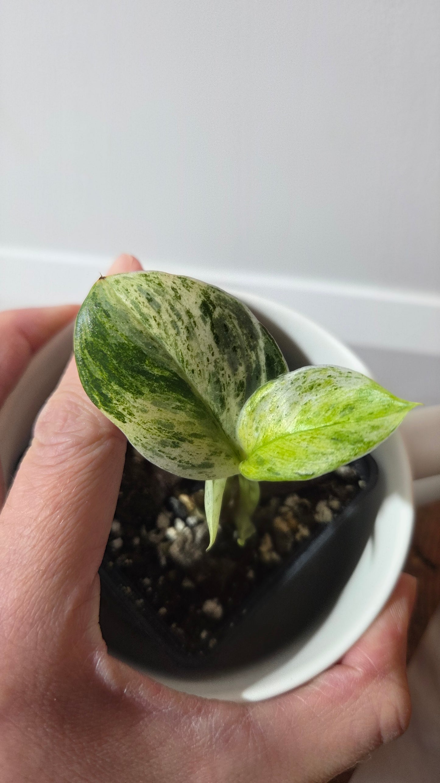 Scindapsus Moonlight Marble (SCI-1393)