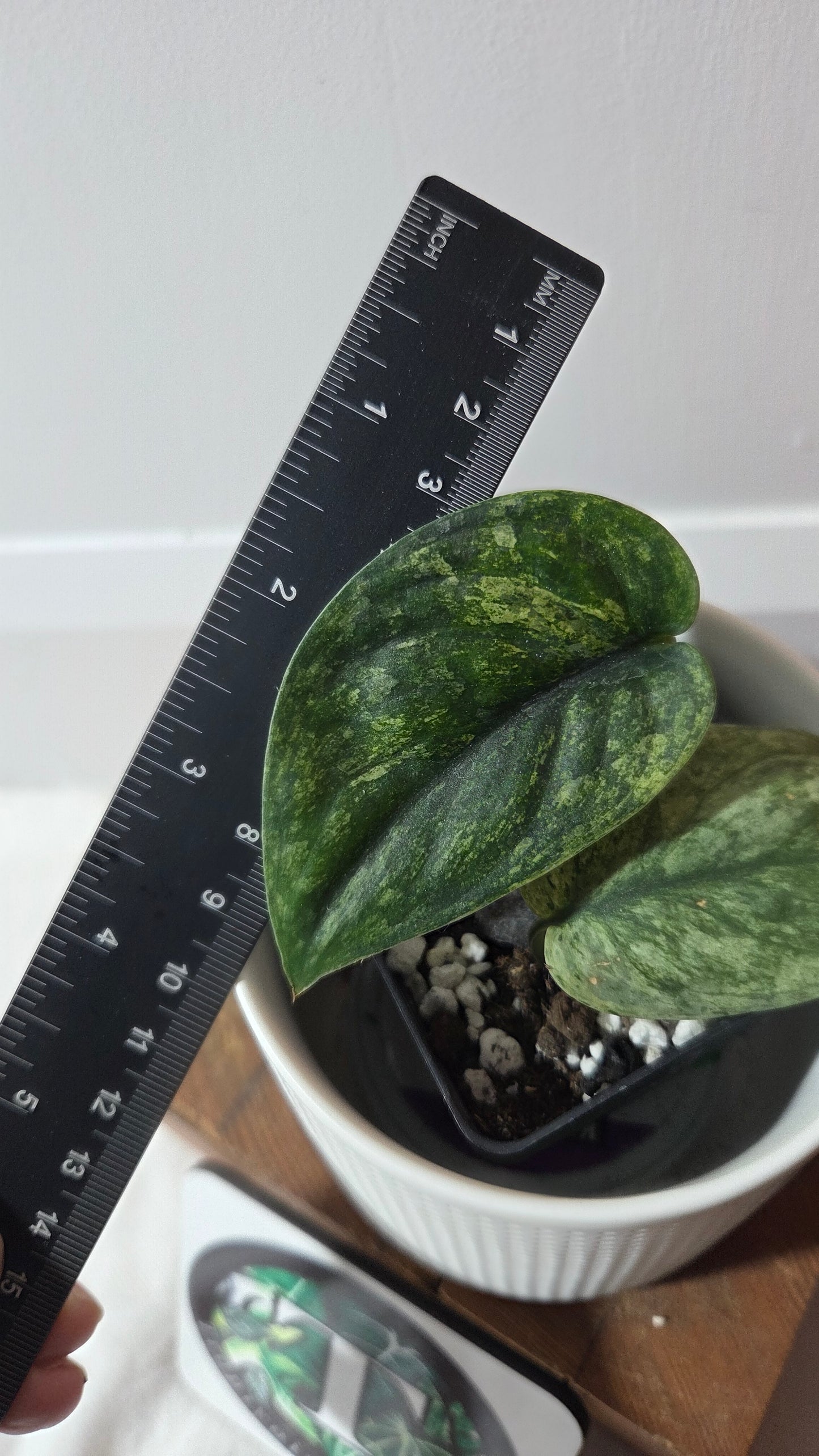 Scindapsus Silver Satin albo (SCI-1373)