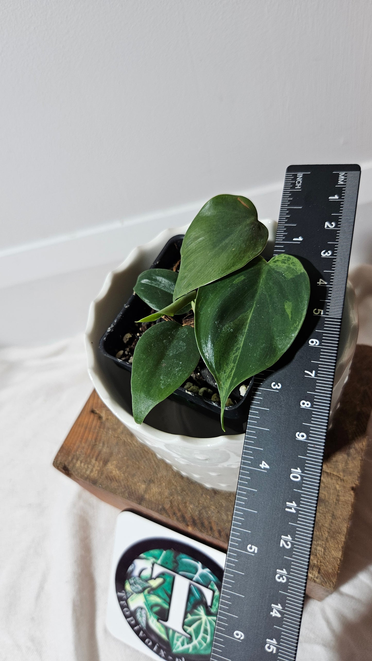 Philodendron Hederaceum Variegata (PHI-562)