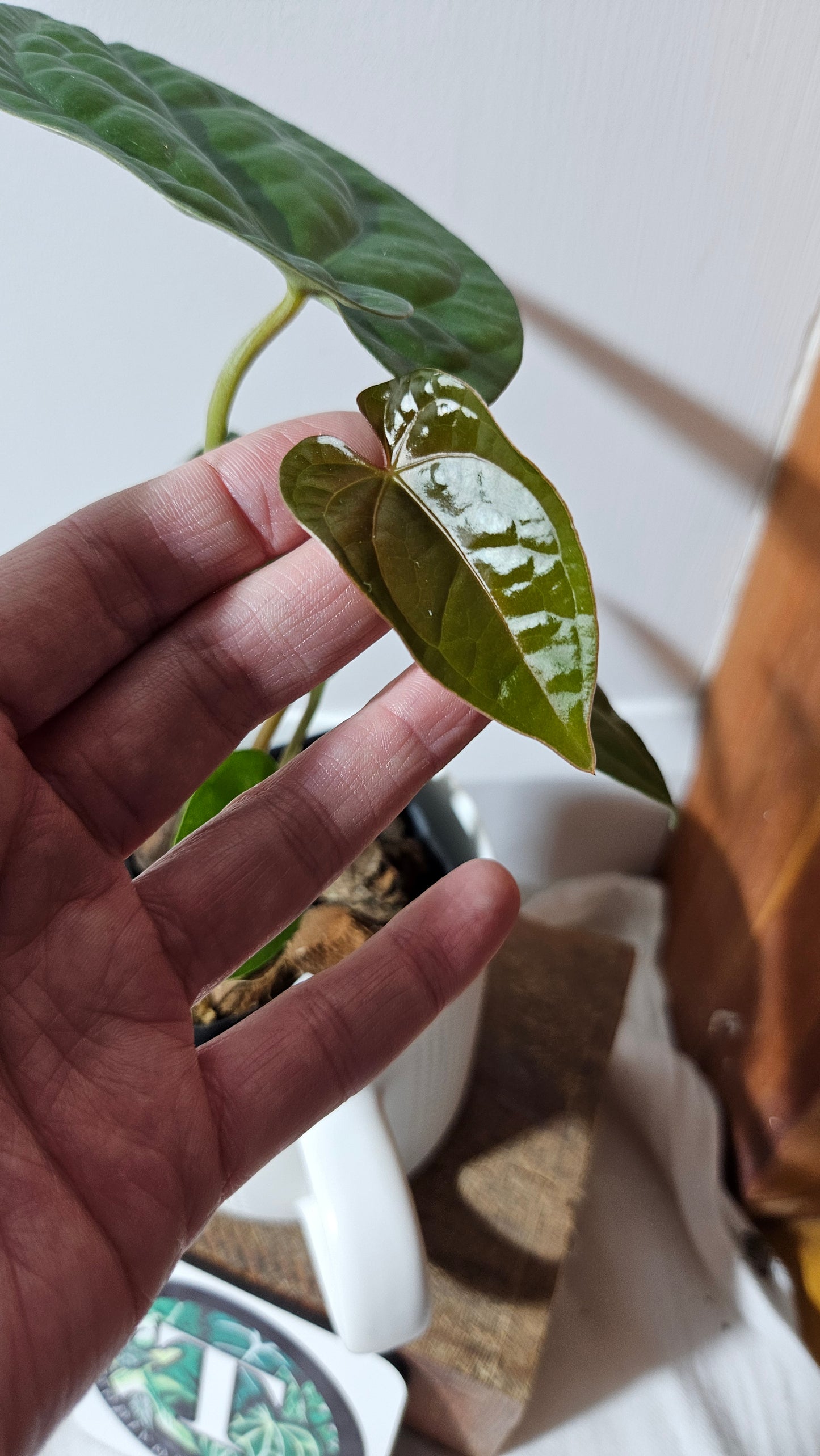 Anthurium Magnificum X AOS X Luxurians "format MOYEN" (ANT-635)