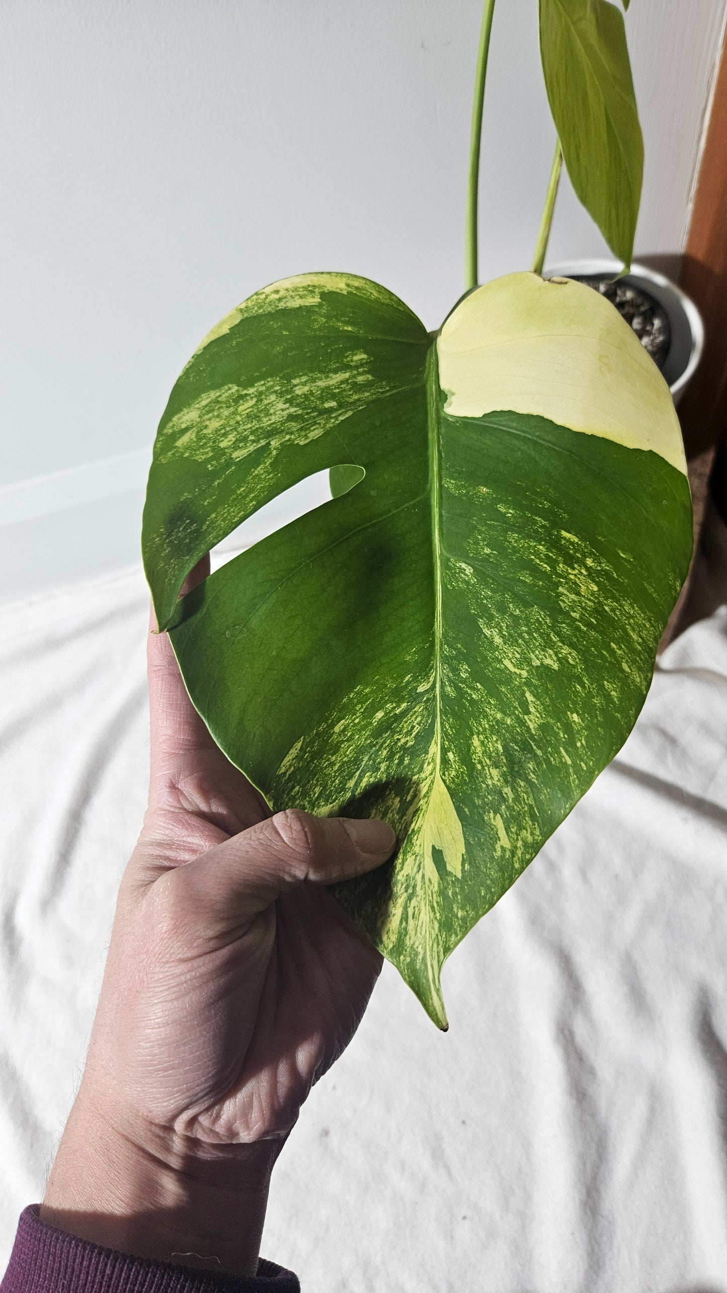 Monstera Aurea (MON-389)