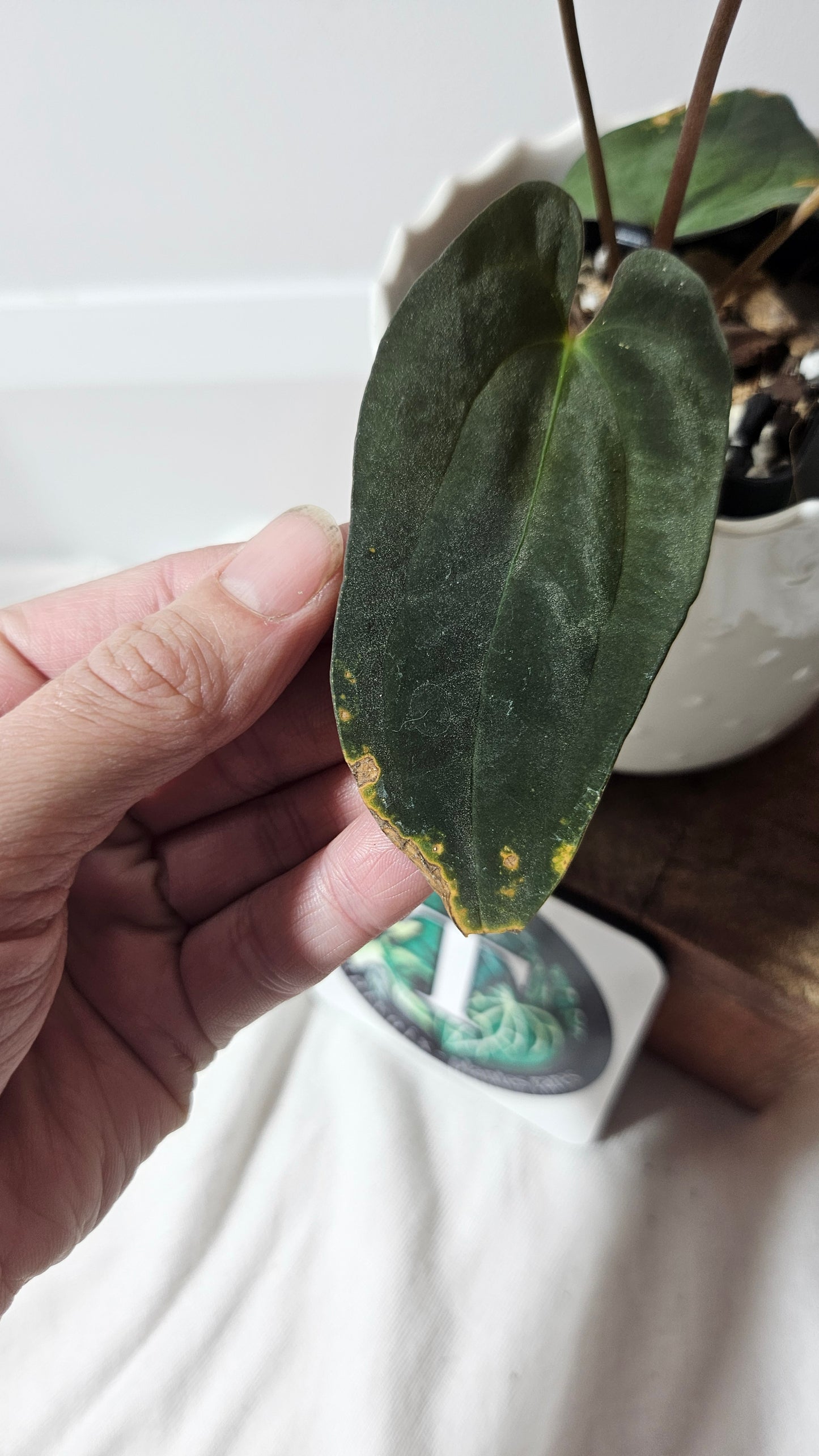 Anthurium SP Black Velvet "format MOYEN" (ANT-204)