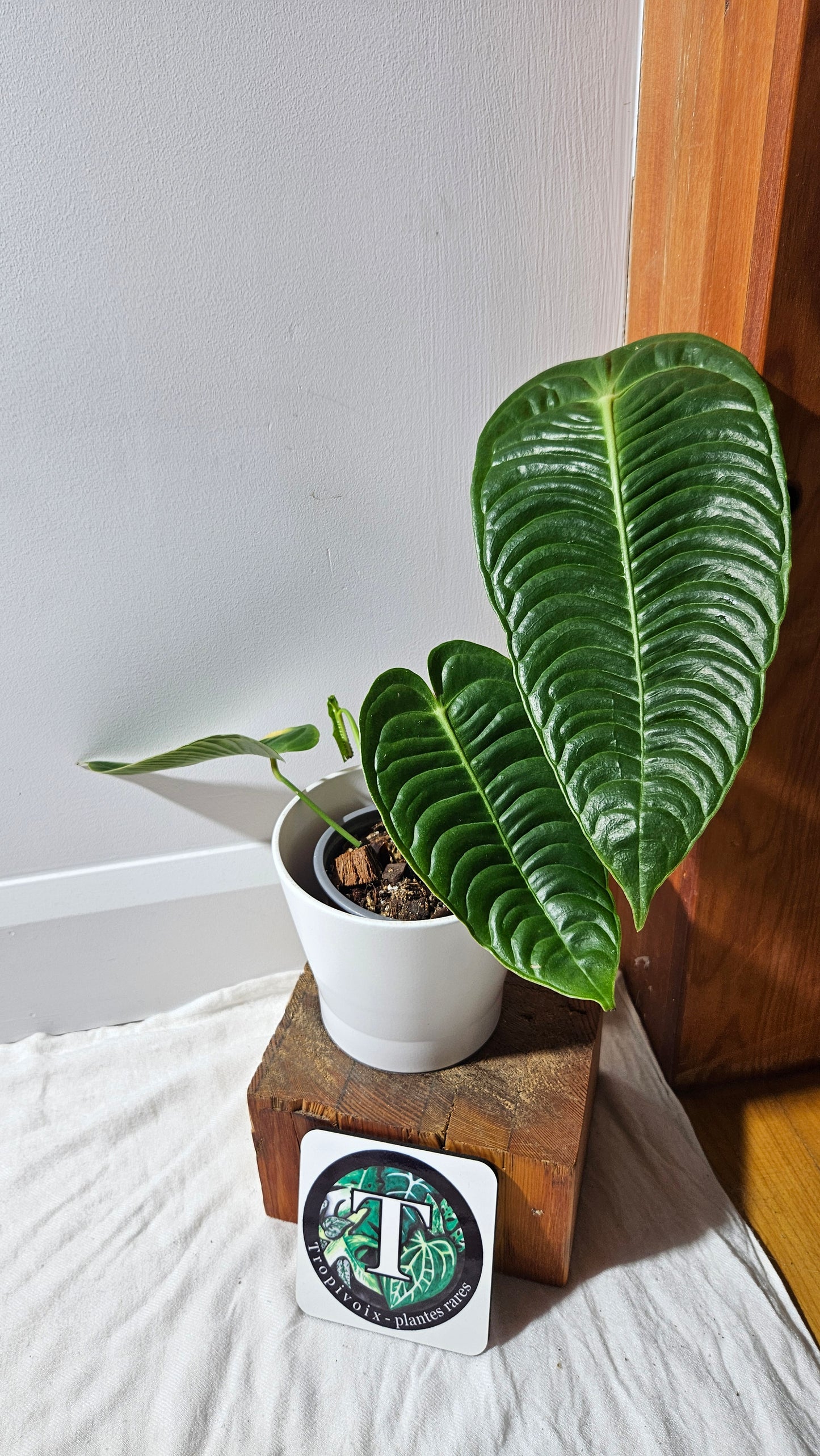 Anthurium Veitchii Super Narrow "format MOYEN" (ANT-608)