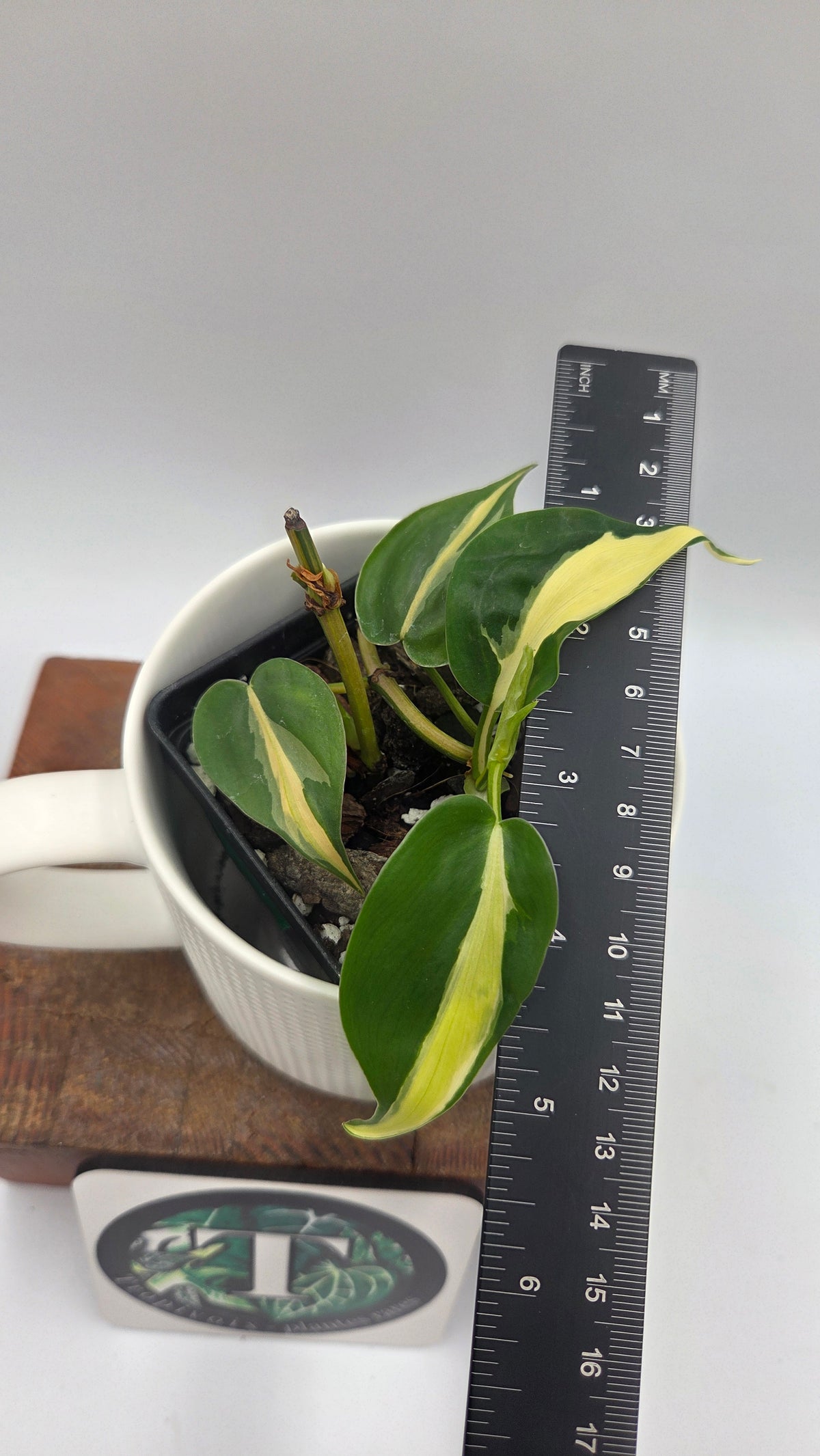 Philodendron Hederaceum Silver Stripe (PHI-1105)