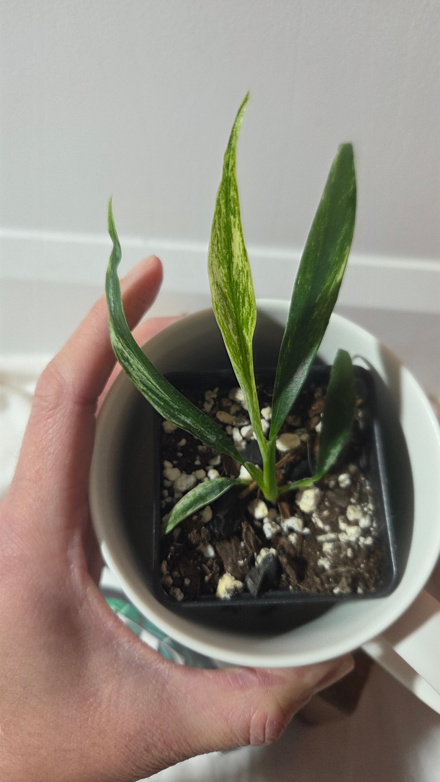 Rhaphidophora Megasperma Variegata (AUT-084)