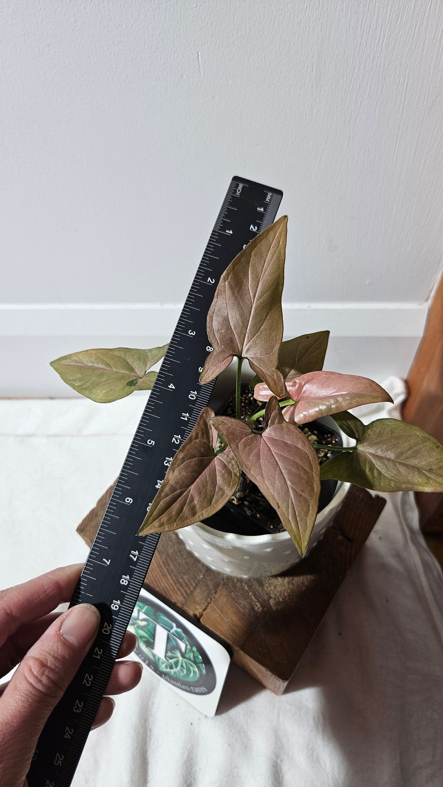 Syngonium Pink Emerald (SYN-438)
