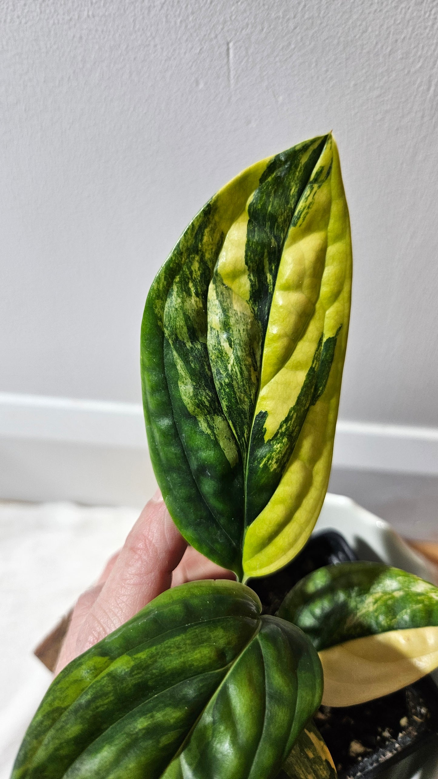 Monstera Karstenianum/Peru Variegata (MON-366)