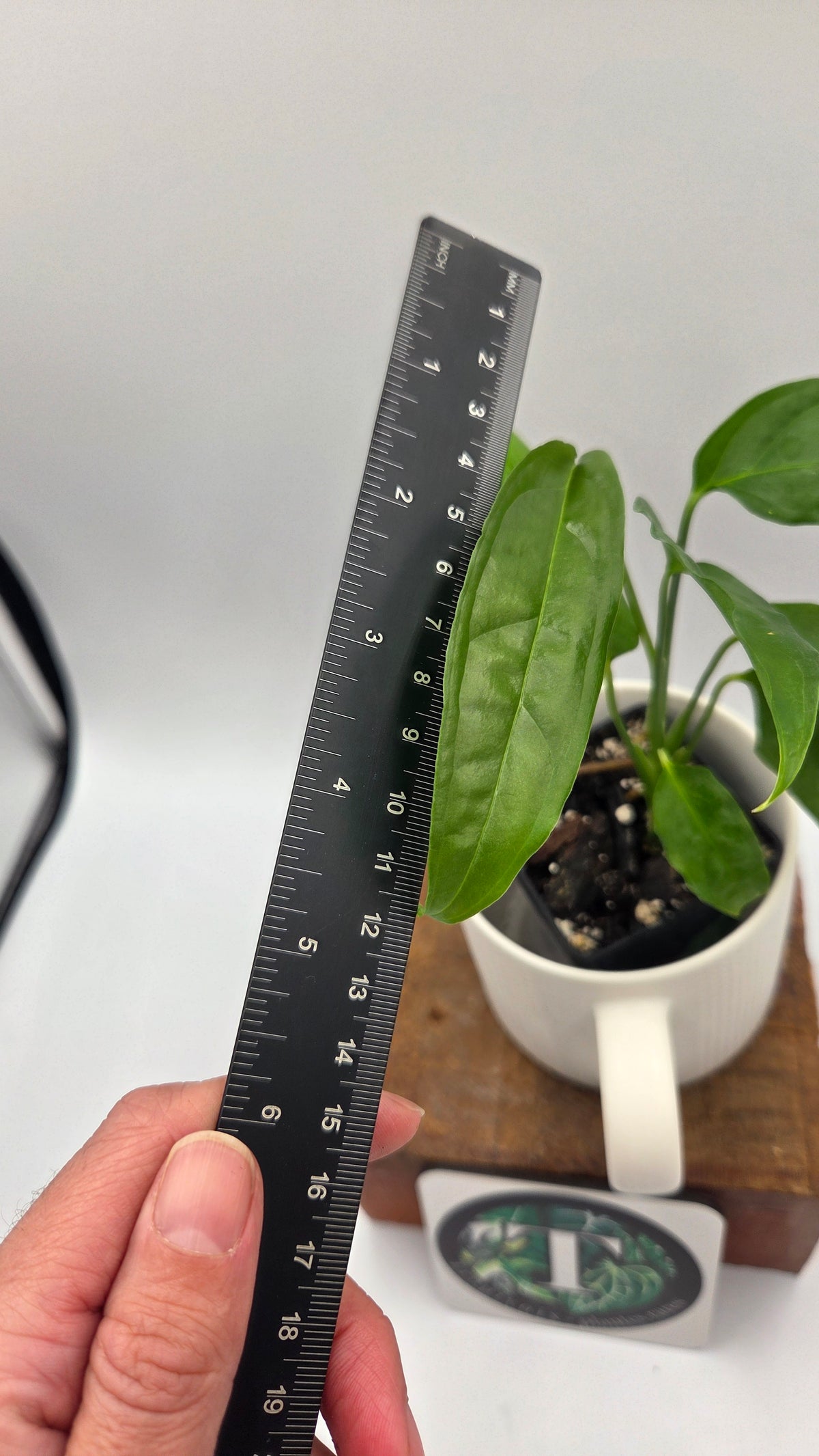 Monstera Obliqua Aff Amazonas (MON-378)