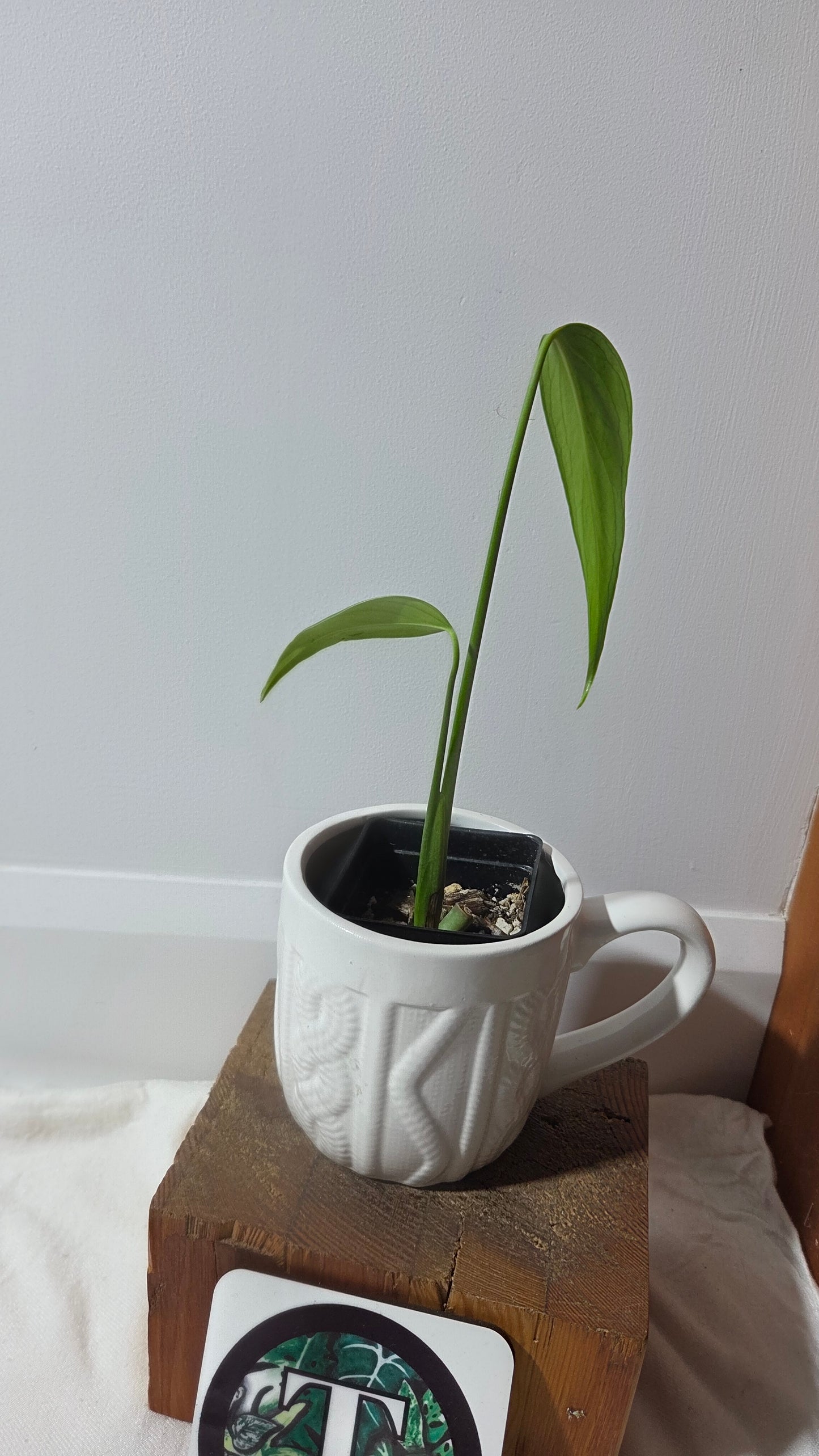 Monstera Burlemarx Flame/Dilacerata (MON-521)