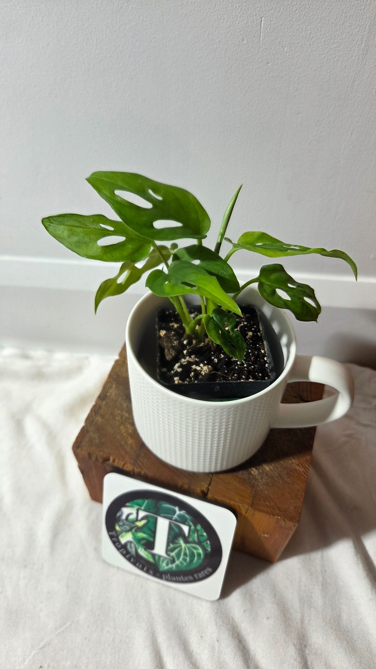 Monstera Obliqua Aff Cenepa (MON-239)