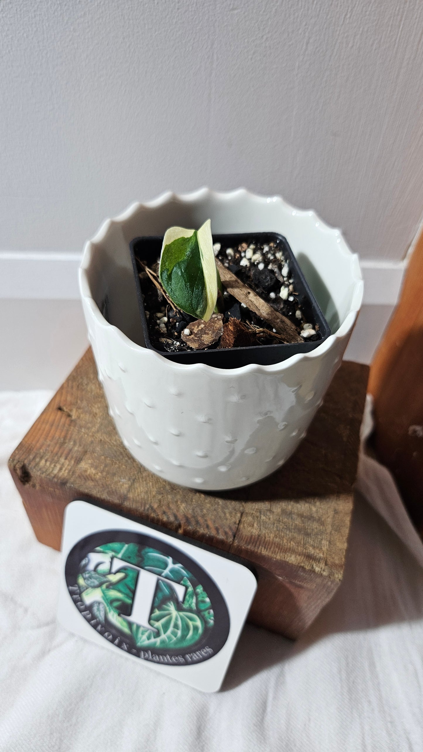 Monstera Andasonii Tricolore (MON-452)