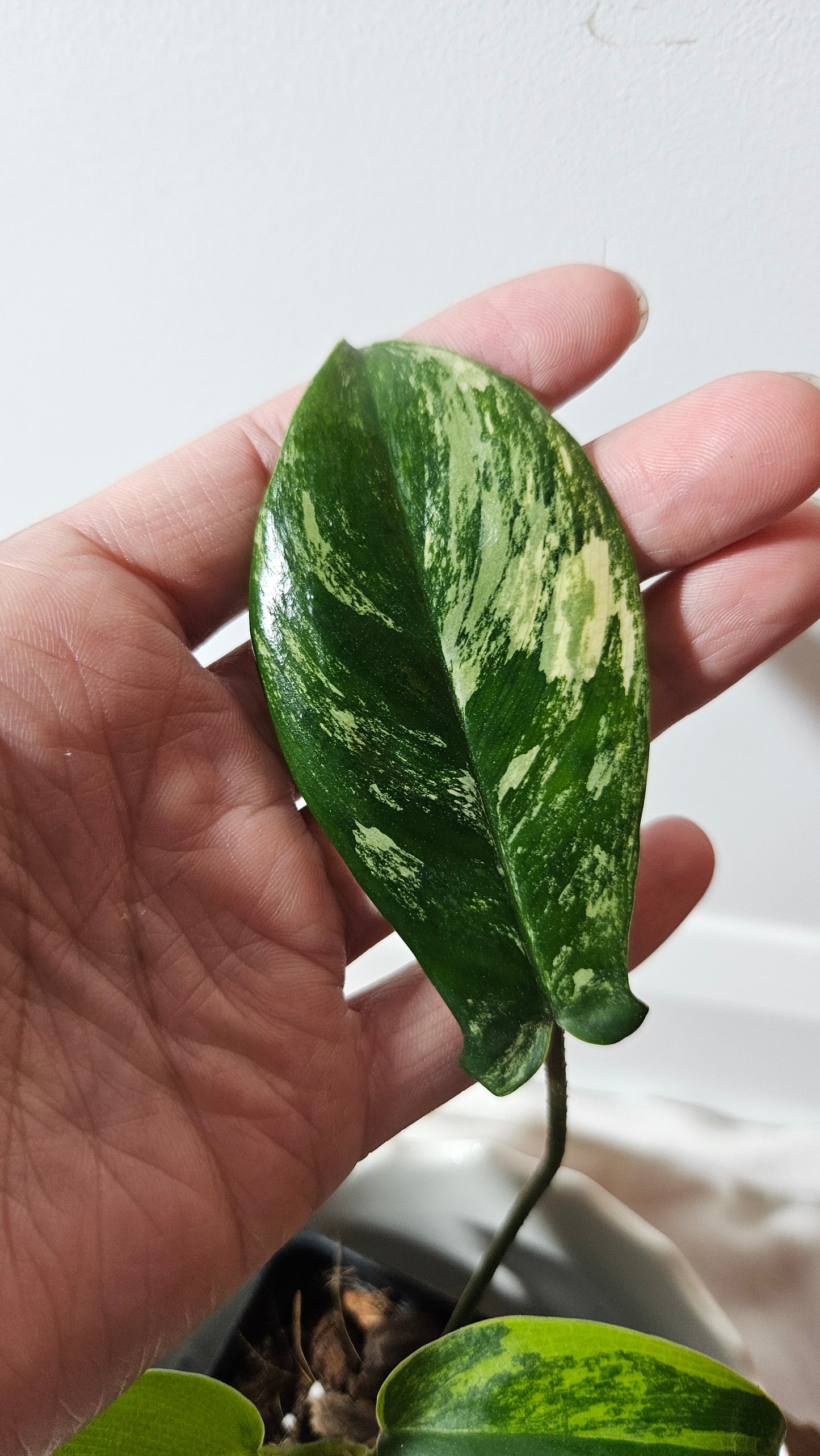 Philodendron Florida Beauty (PHI-534)