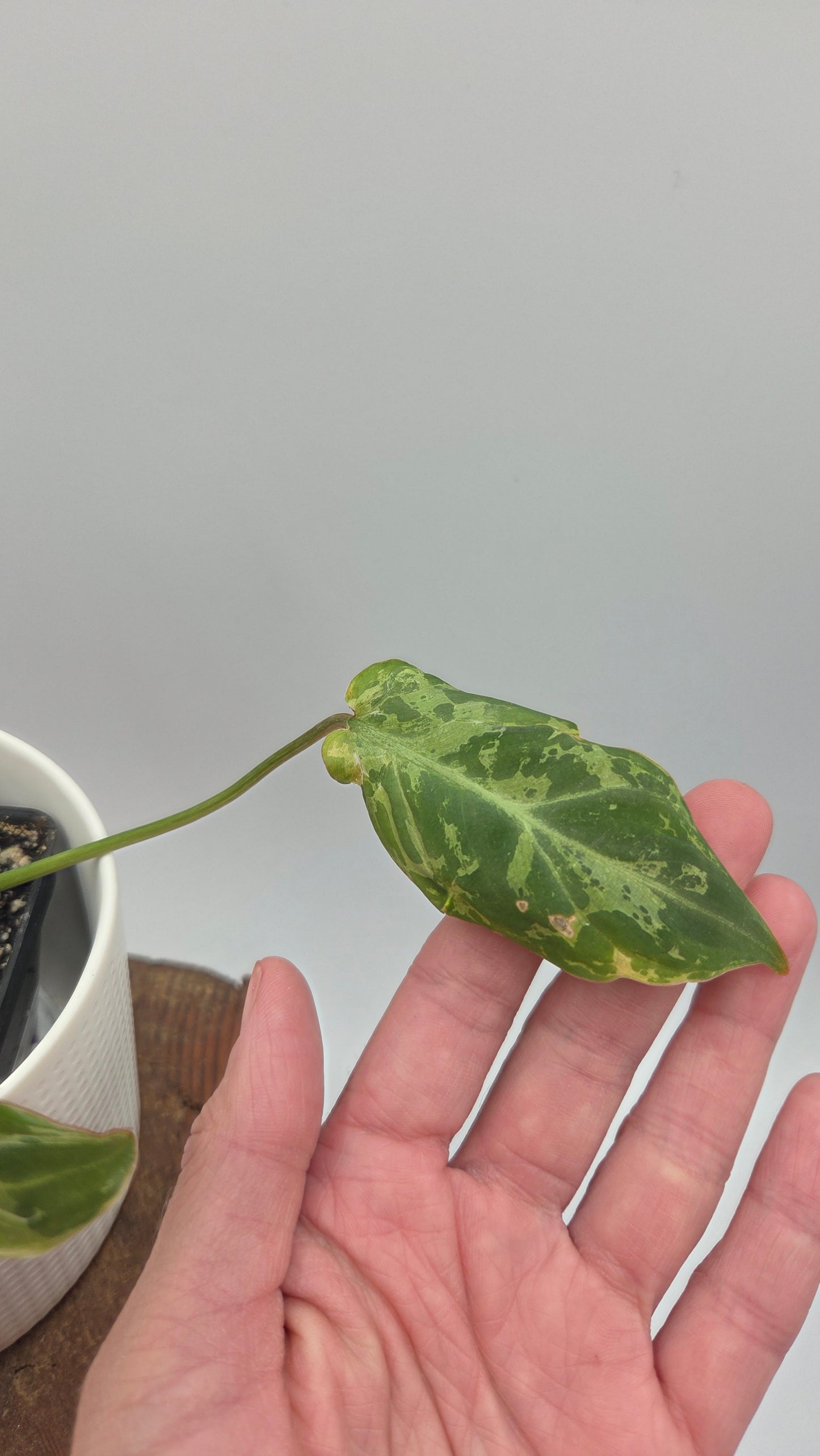 Philodendron Gloriosum "Snow leopard" (PHI-1027)