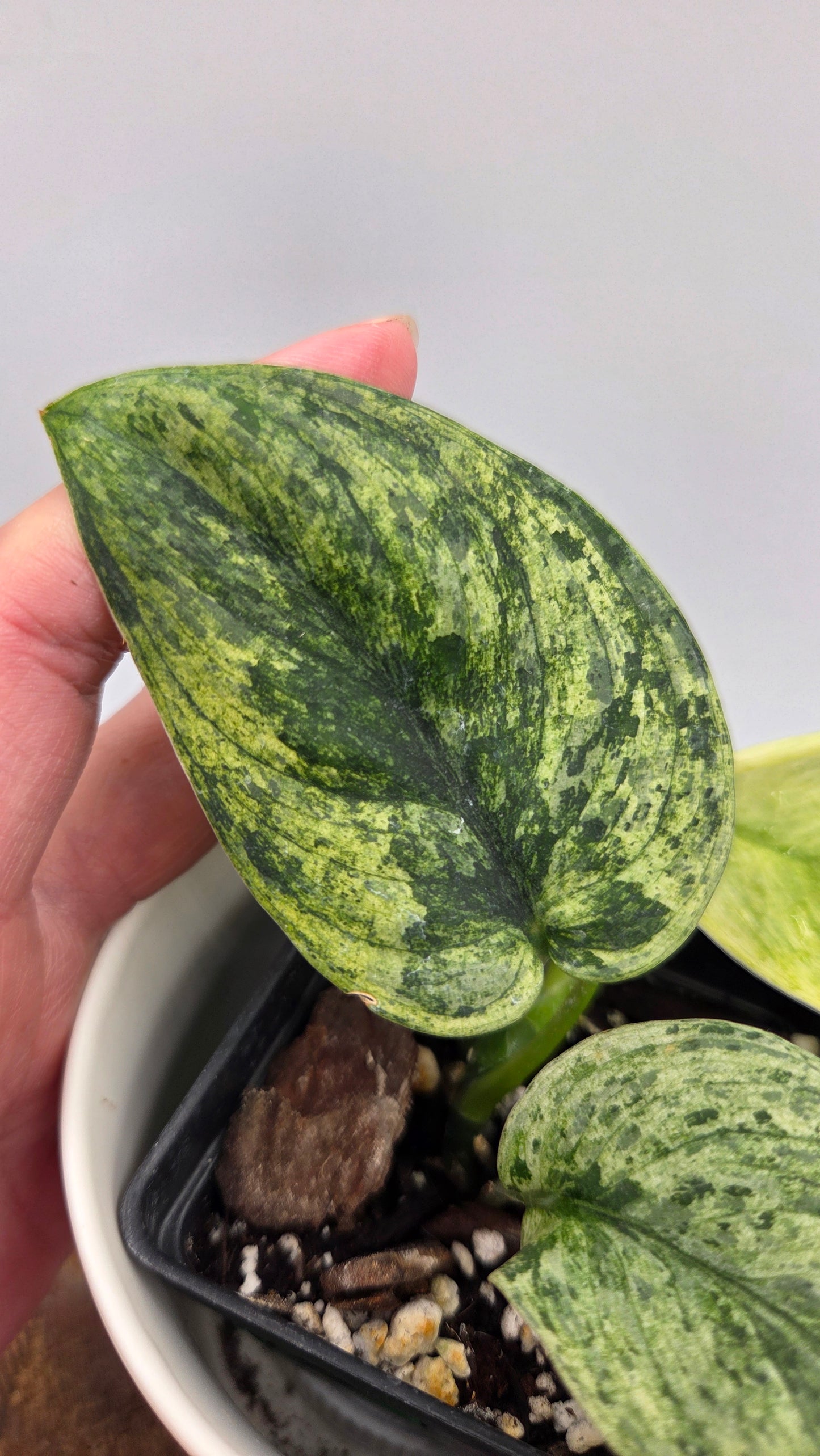 Scindapsus Silver Satin albo (SCI-1375)