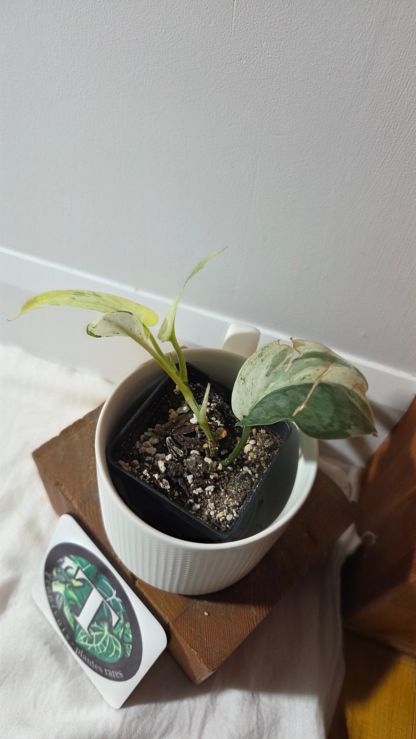 Scindapsus Salamount (SCI-1355)