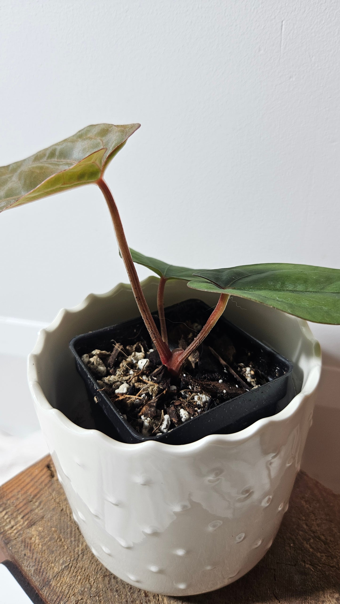 Anthurium Dressleri Pink "format PETIT" (ANT-217)