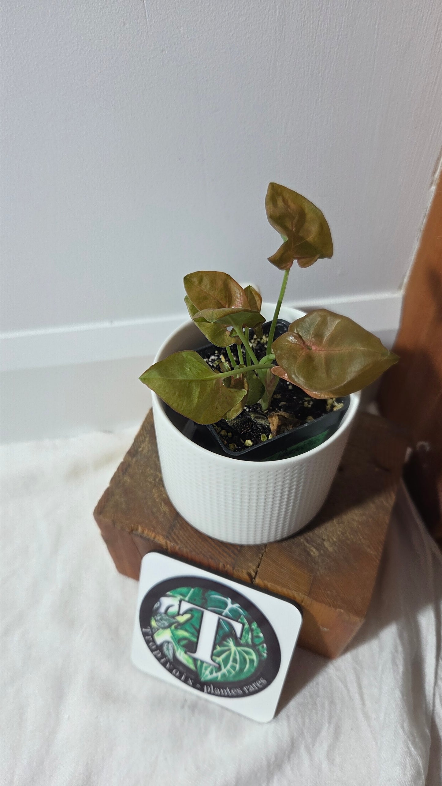 Syngonium Pink Neon Robusta (SYN-489)