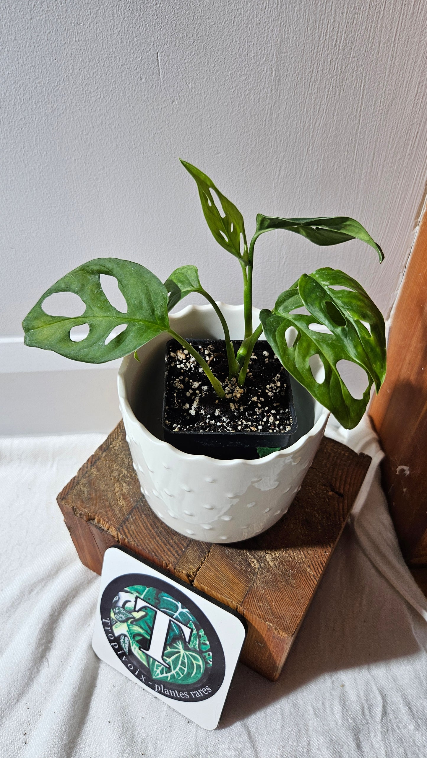 Monstera Obliqua Aff Tena (MON-265)