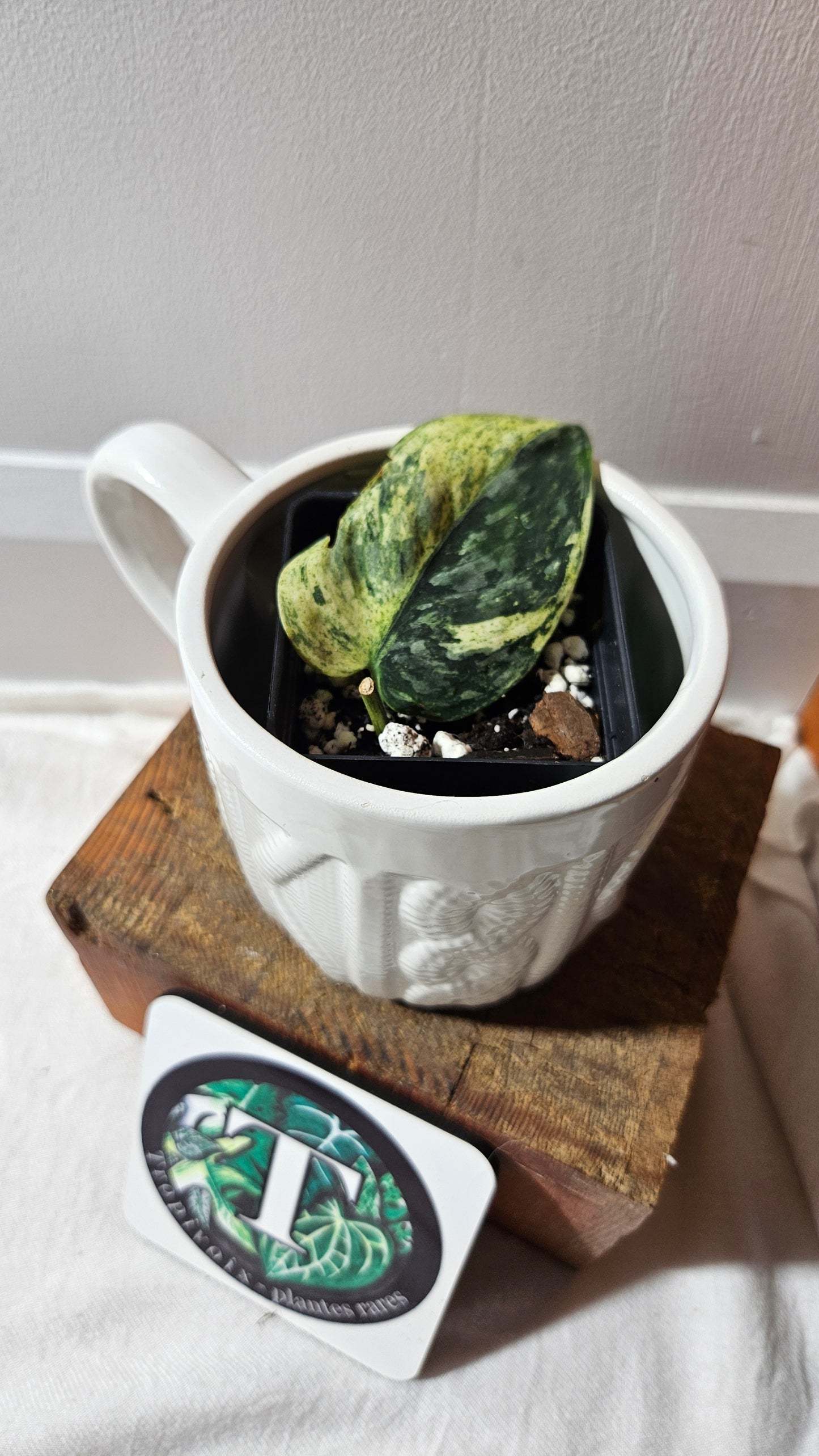 Scindapsus Silver Cloud mutation (SCI-1089)