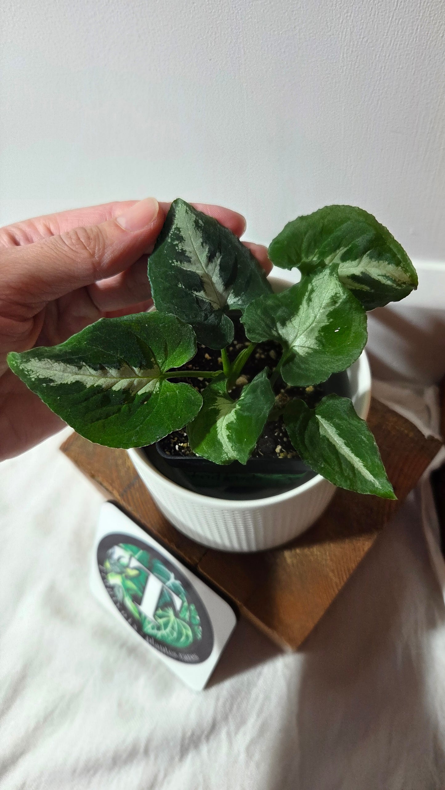 Syngonium Wendlandii "Southern Star"(SYN-483)