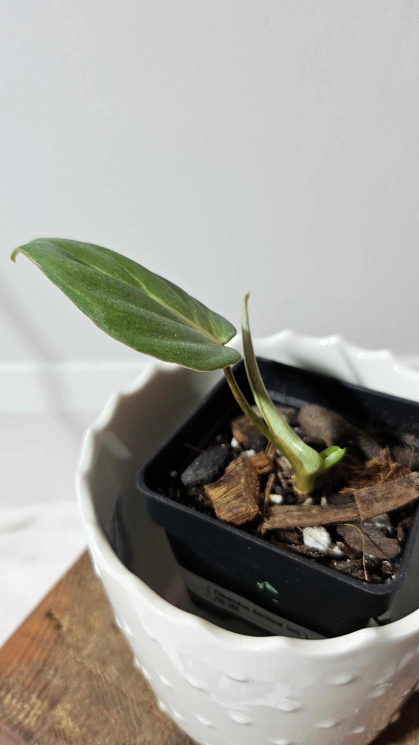 Philodendron Gloriosum Dark (PHI-588)