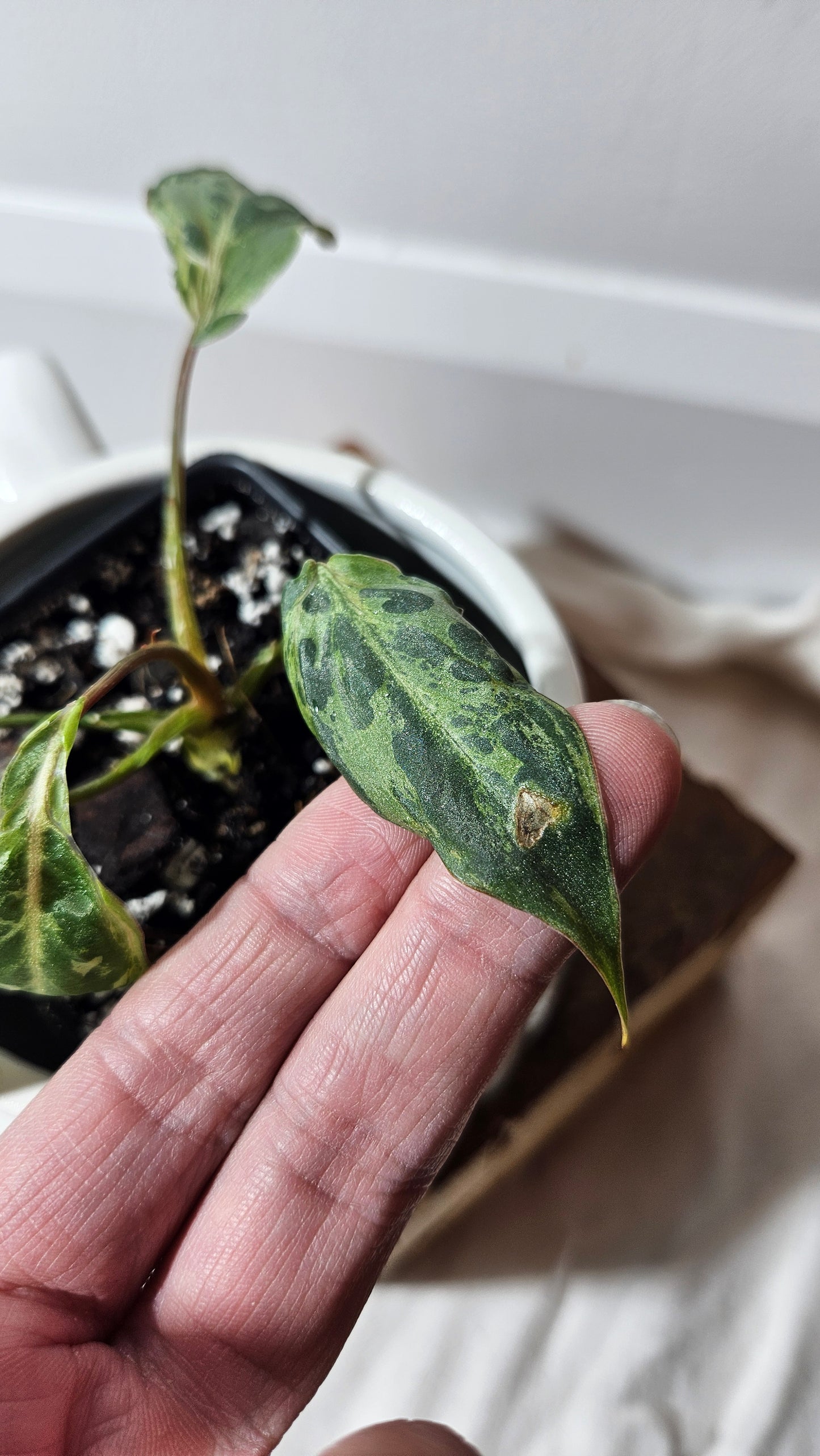 Philodendron Gloriosum "Snow leopard" (PHI-610)