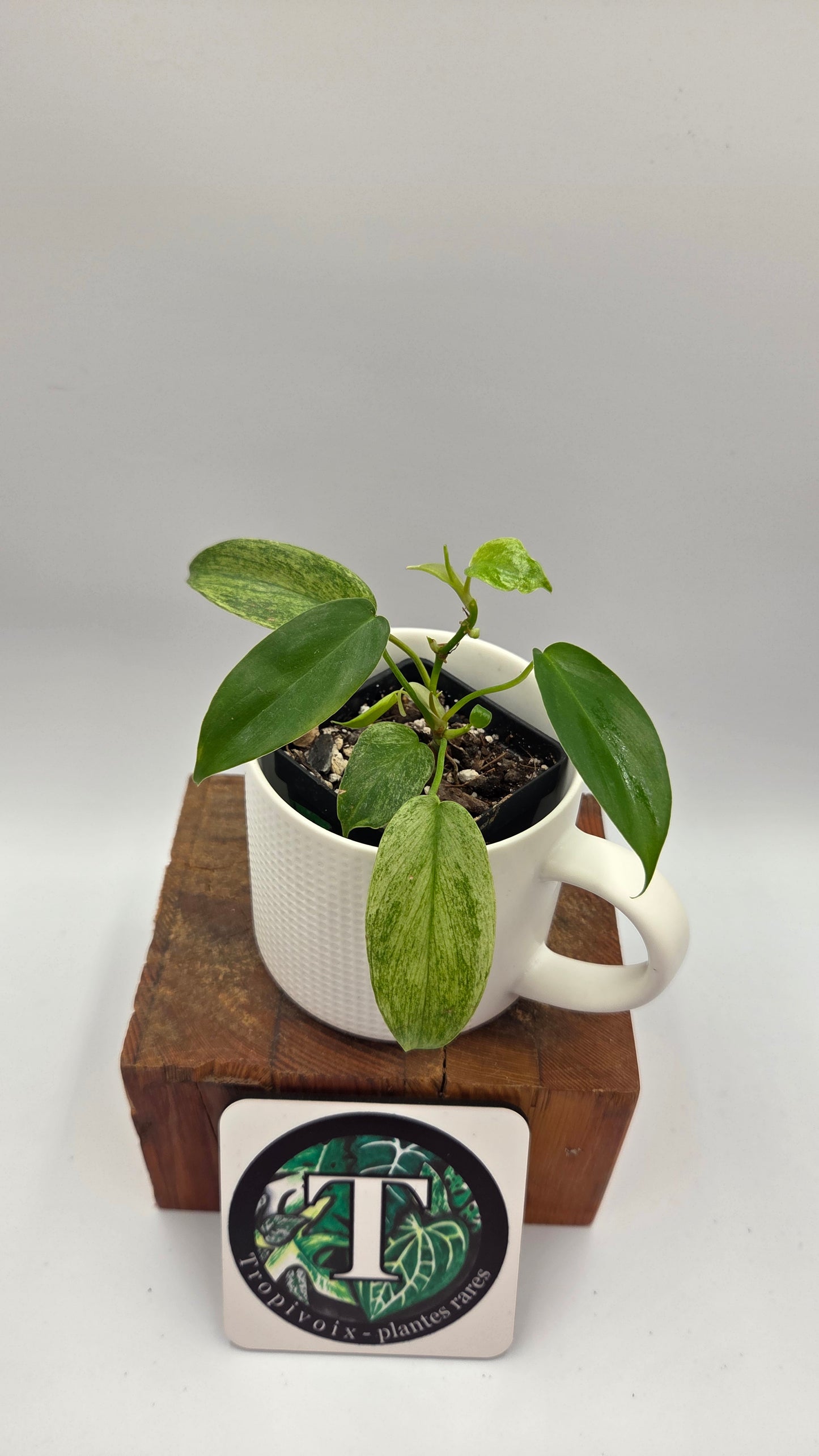 Philodendron Florida Ghost (PHI-1032)
