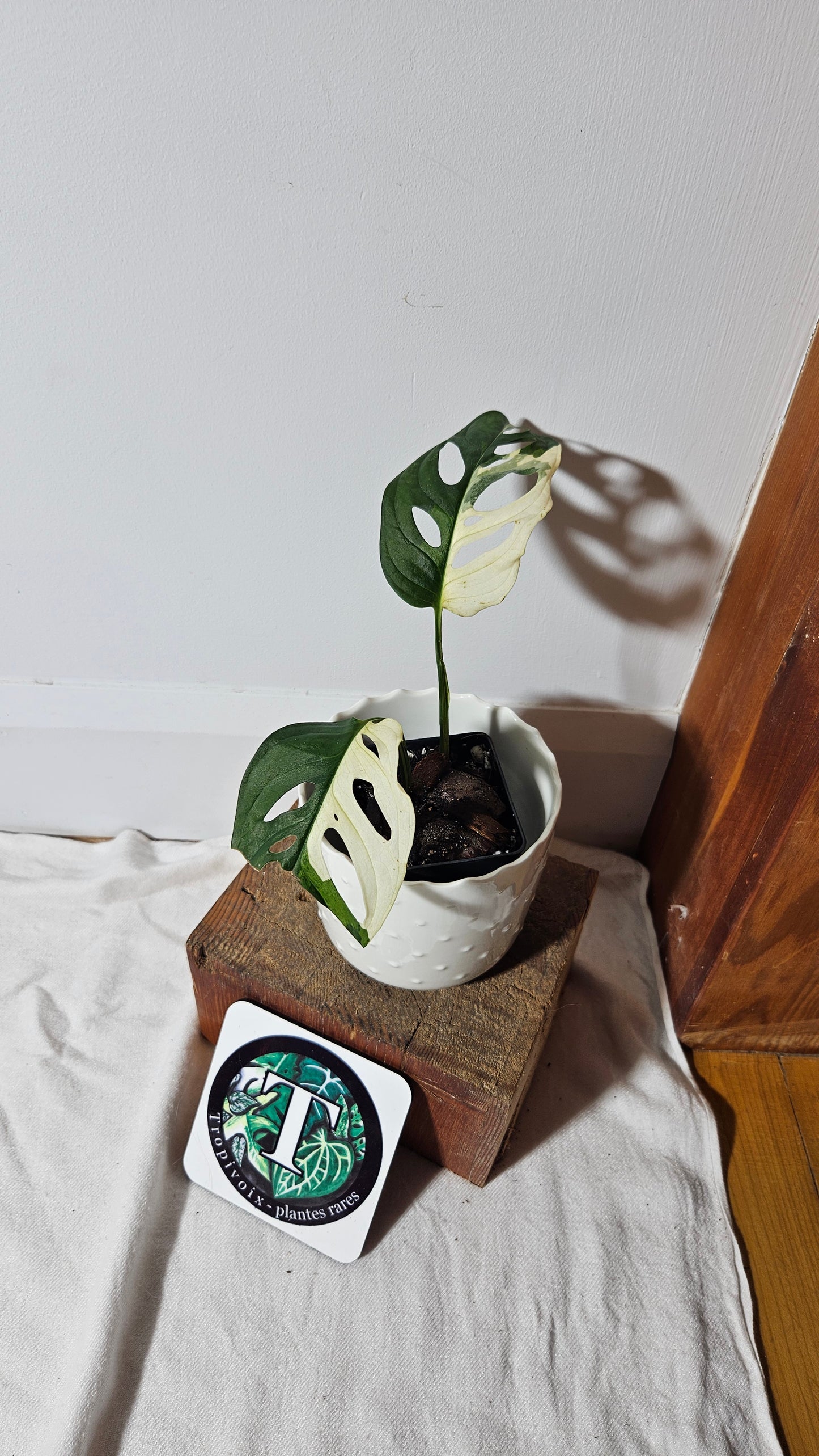 Monstera Andasonii Tricolore (MON-334)