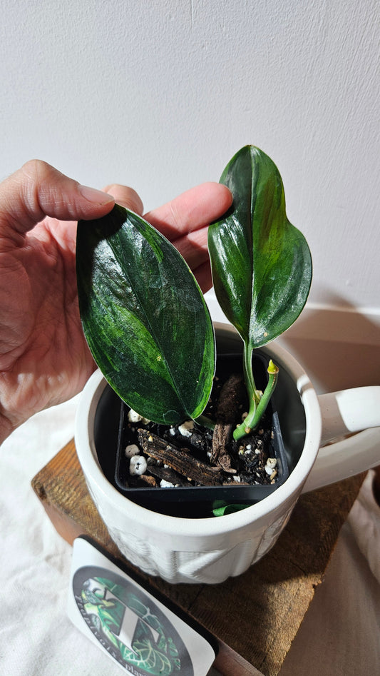 Scindapsus Treubii Dark Form Néon/Mutation (SCI-1275)