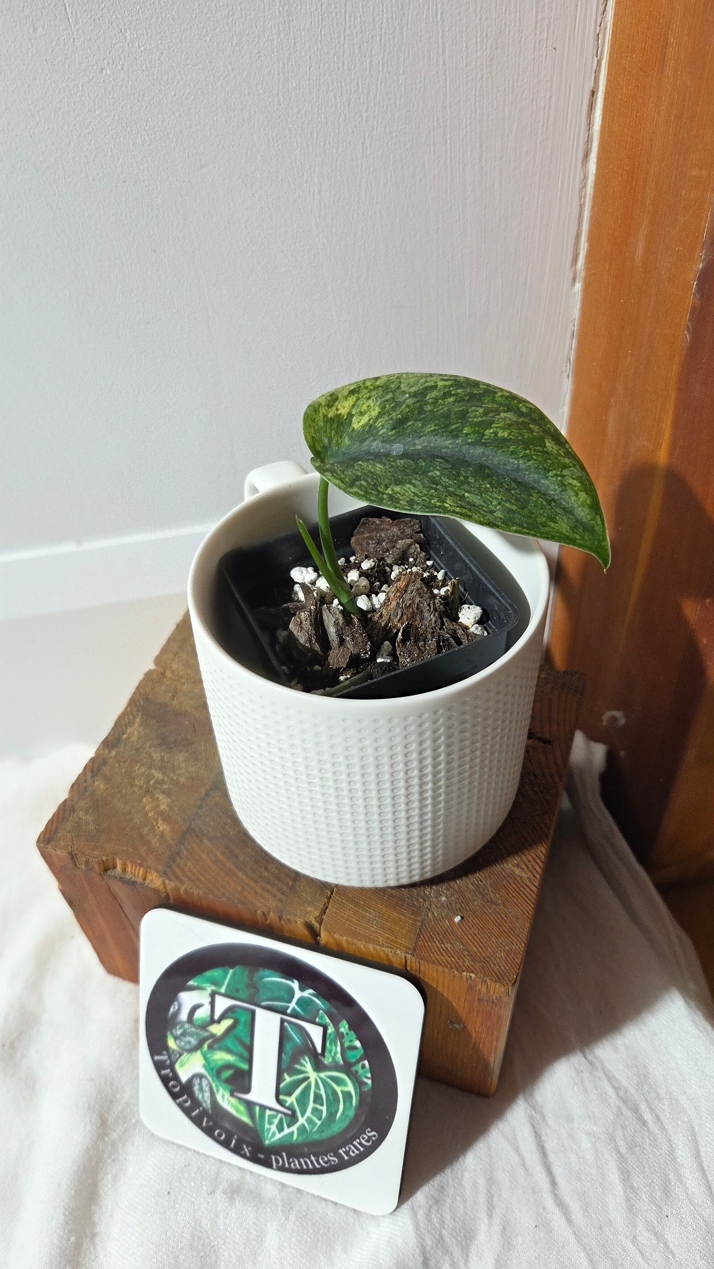 Scindapsus Silver Satin albo (SCI-1374)