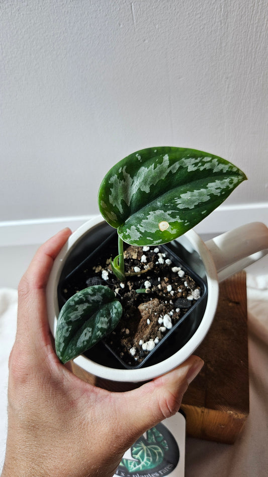 Scindapsus Dark Tricolore (SCI-1222)