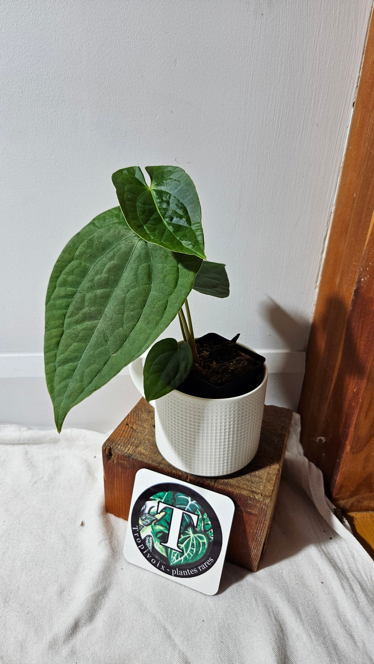 Anthurium Forgetti X Luxurians "format MOYEN" (ANT-634)