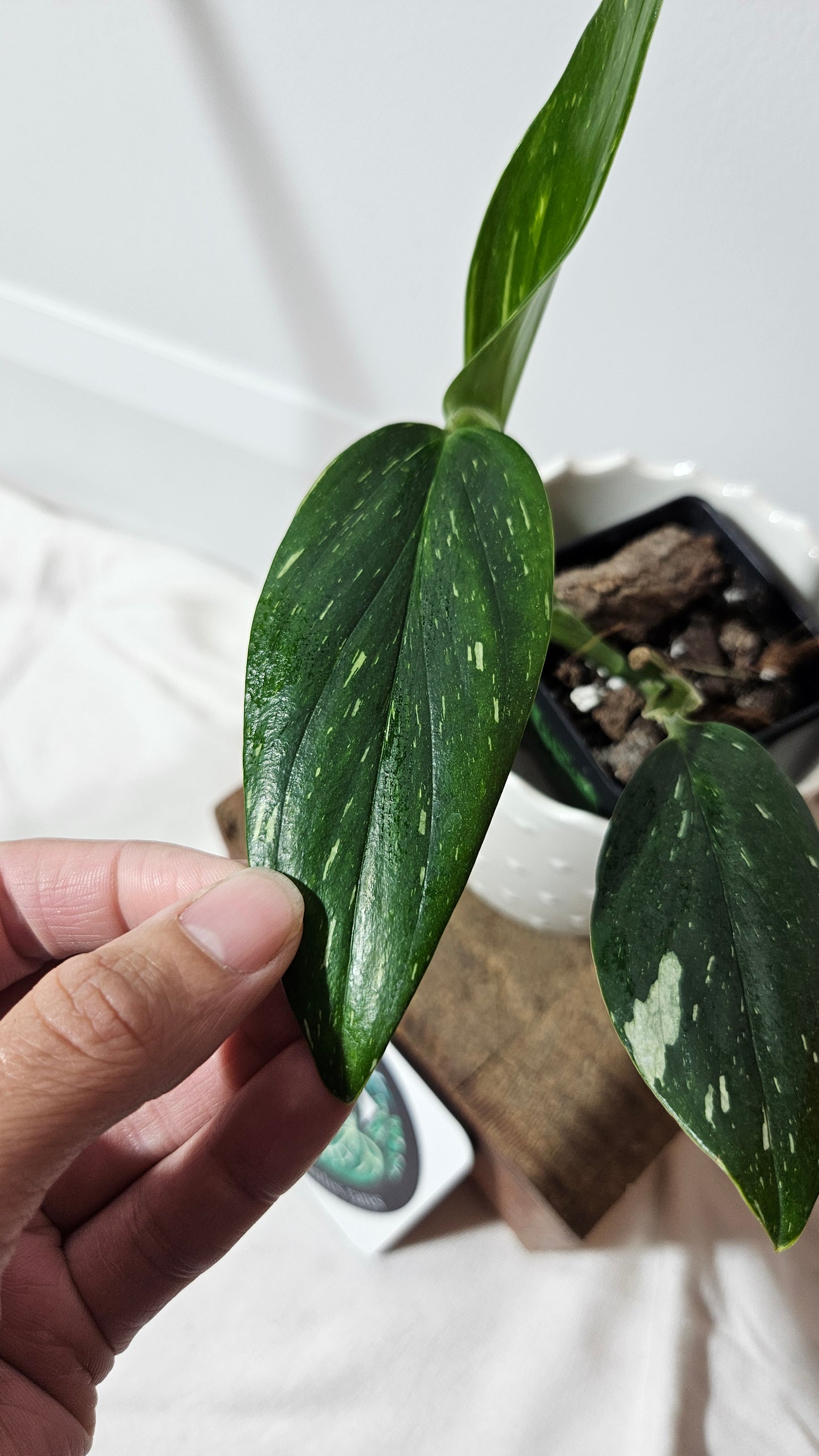 Monstera Standleyana Albo (MON-211)