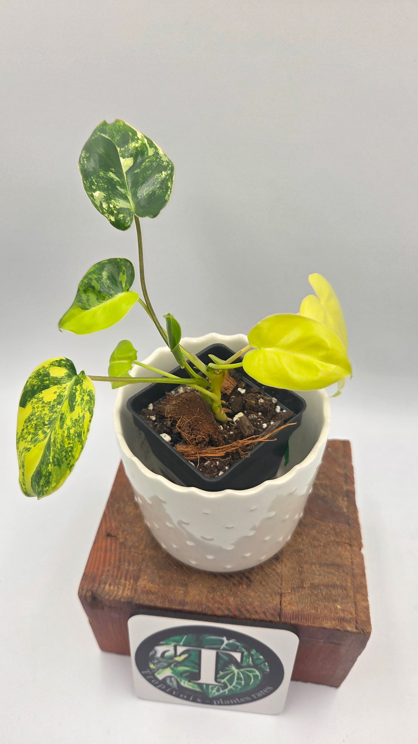 Philodendron Burlemarx Variegata (PHI-1062)