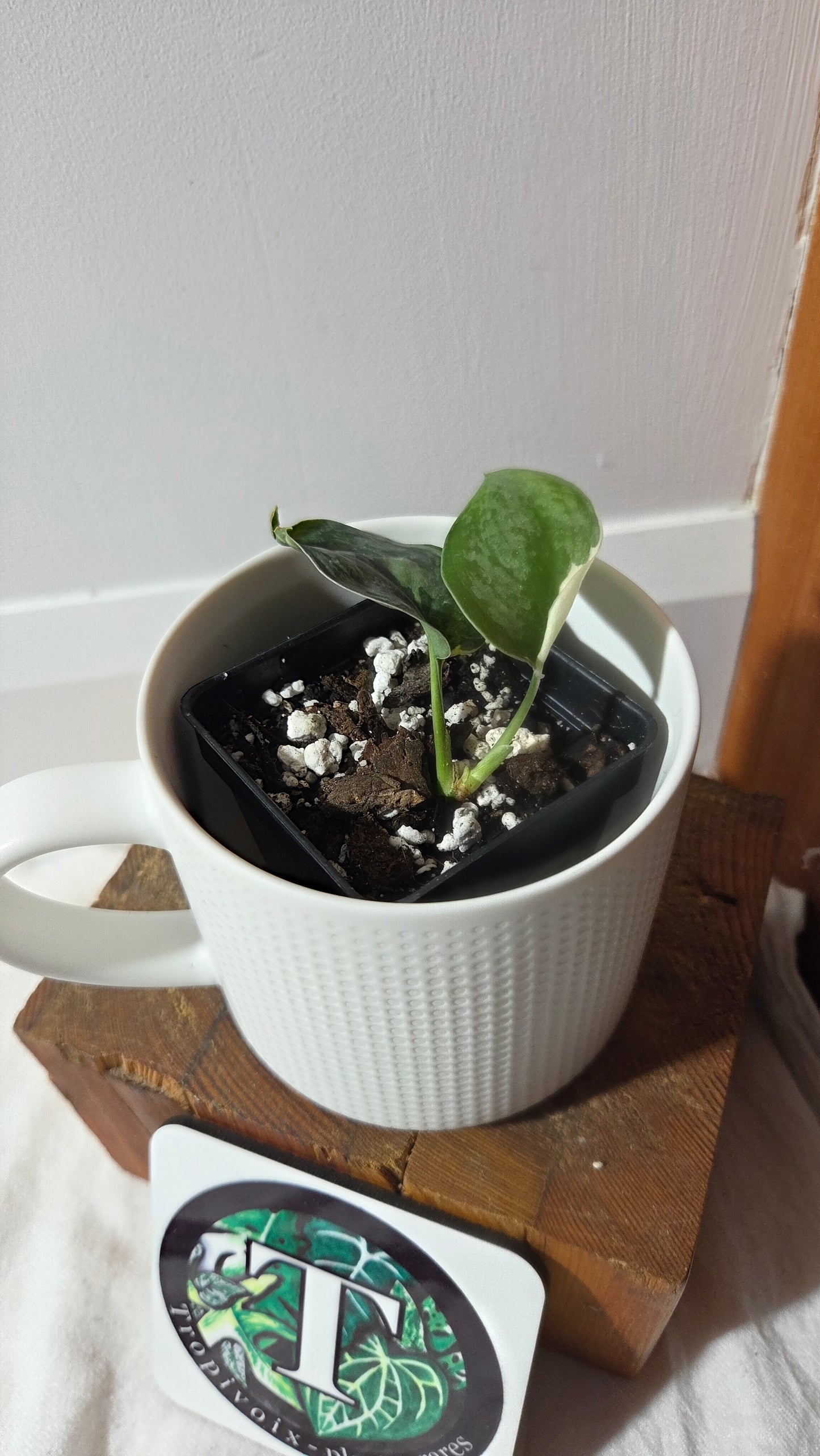 Scindapsus Silver Tattoo Variegata (SCI-1361)