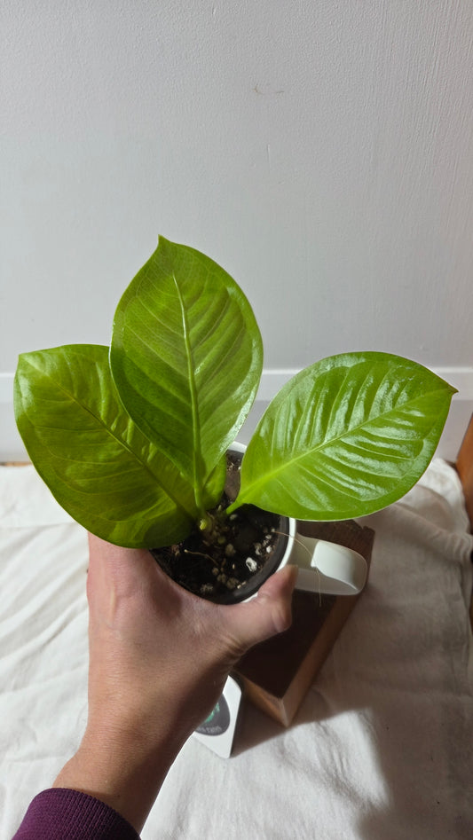 Anthurium Oxycarpum X Reflexinervium "MEDIUM format" (ANT-193)