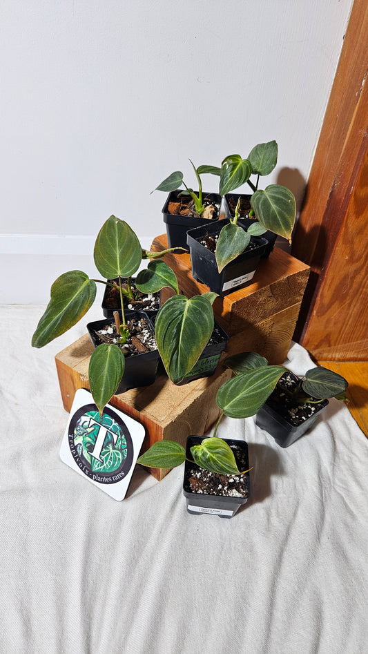 "FREEBIE" (avec achat de 40$ avant taxes) Philodendron Glorious 1 FREEBIE/PERSONNE