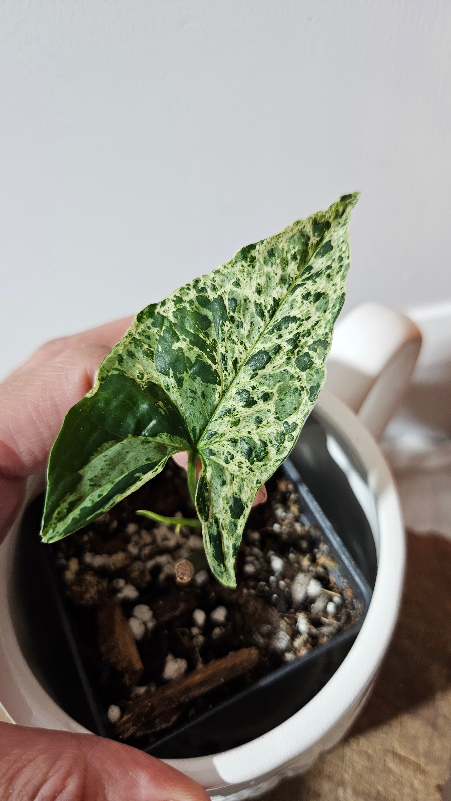 Syngonium Mojito (SYN-463)