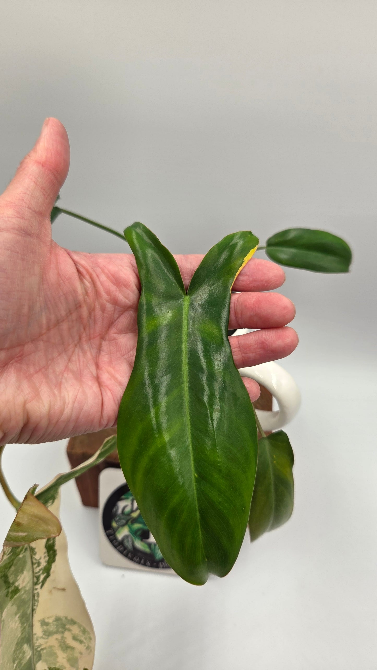 Philodendron Paradise Beauty (FloridaBeautyXParaiso Verde)(PHI-1025)